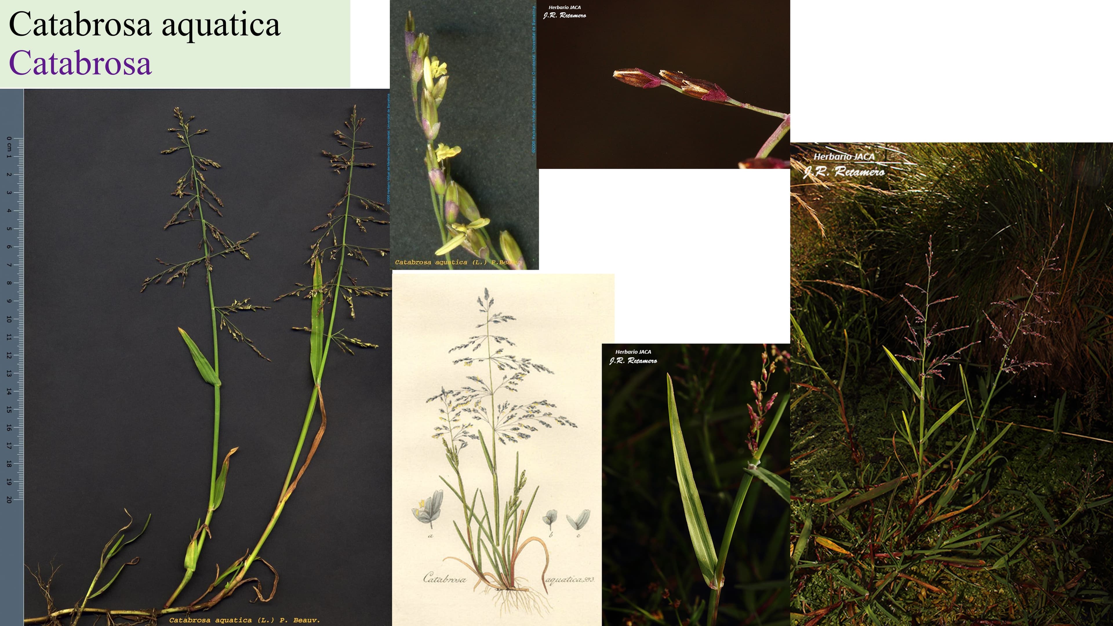 Catabrosa aquatica
