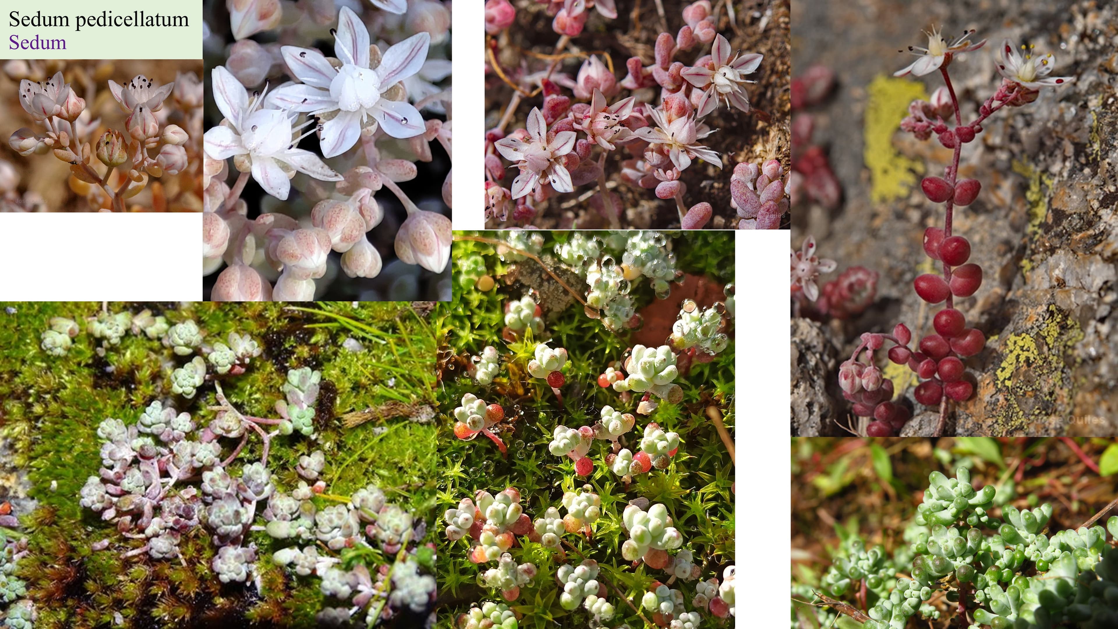 Sedum pedicellatum