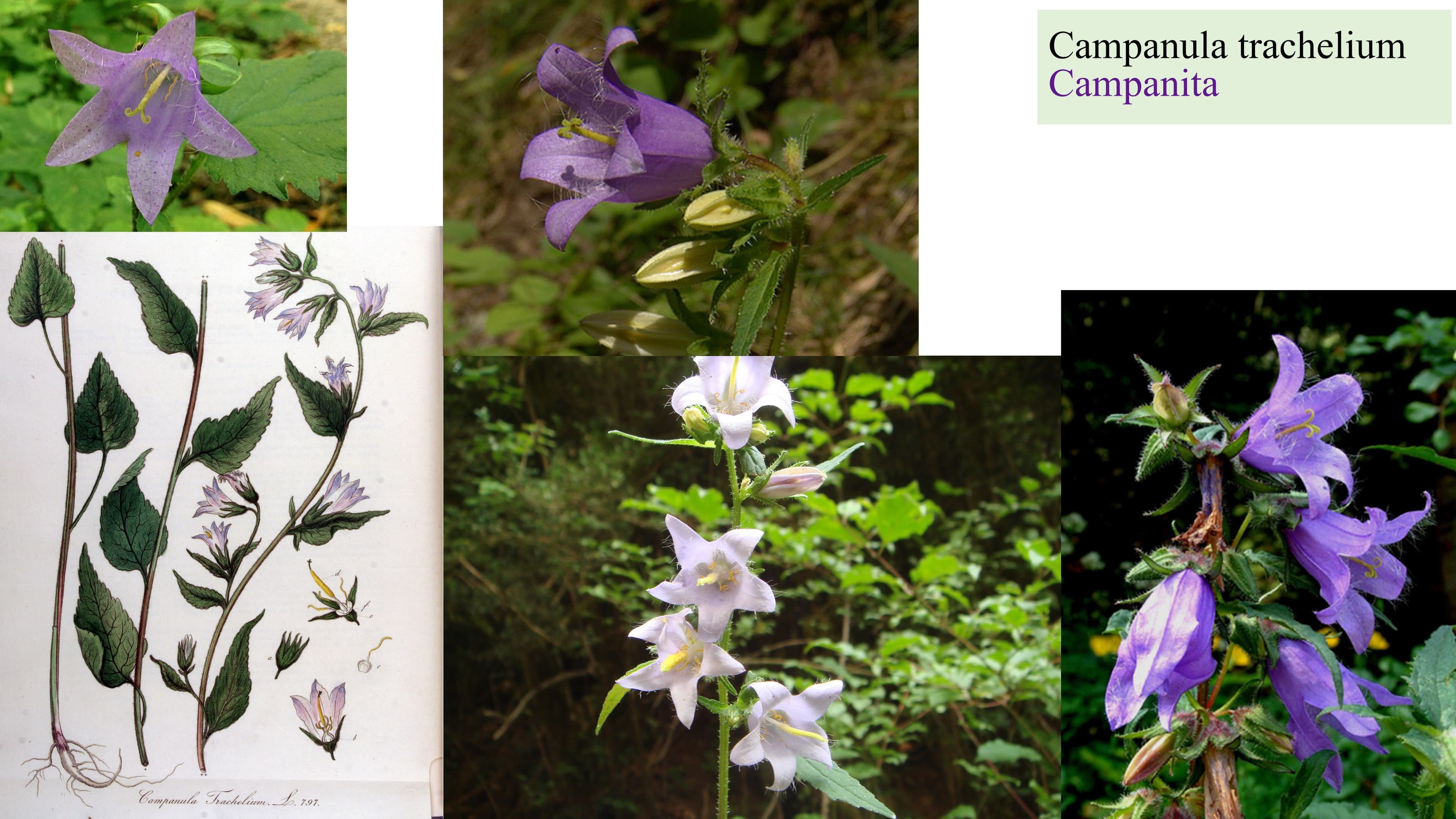 Campanula trachelium