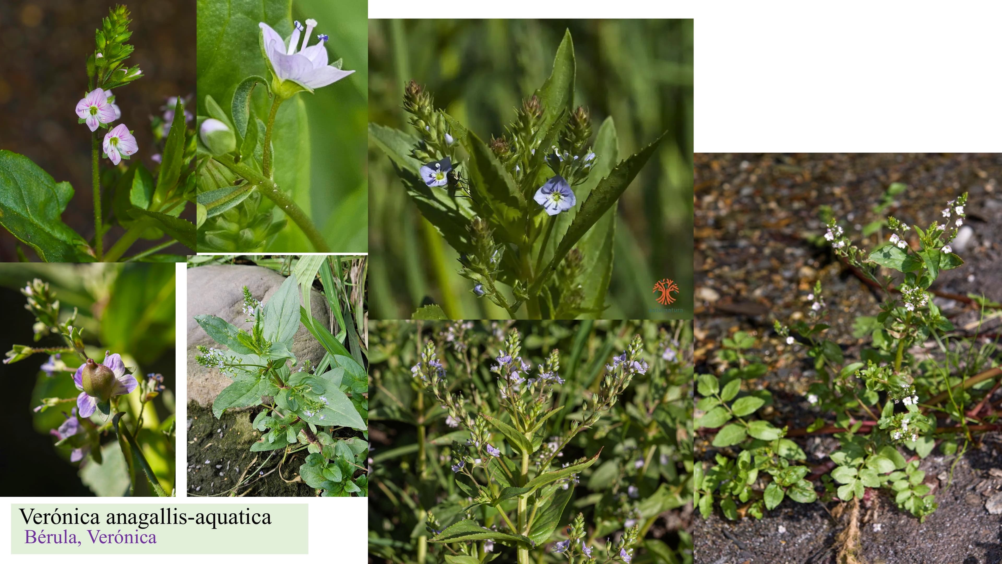 Veronica anagallis-aquatica