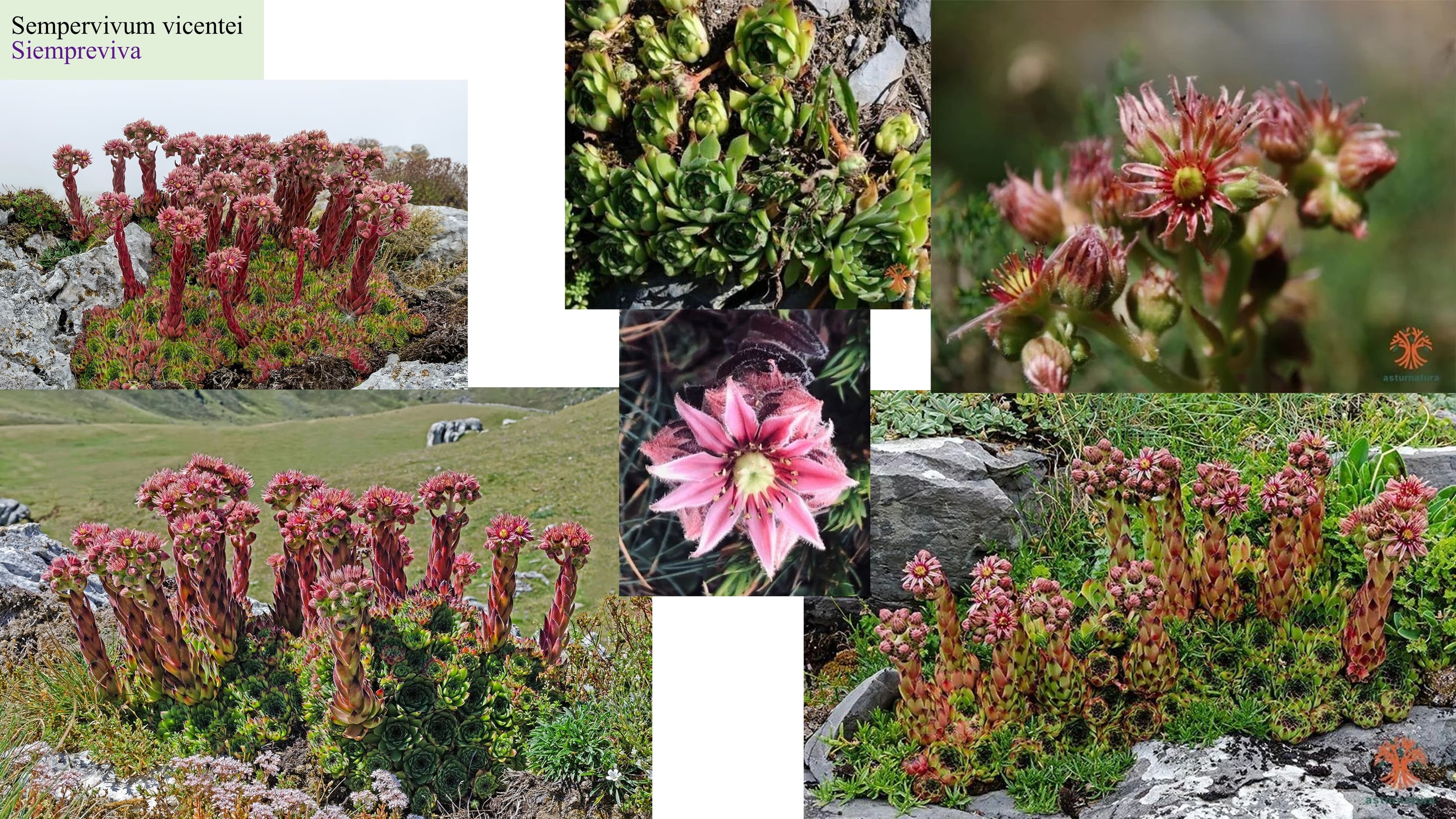 Sempervivum vicentei