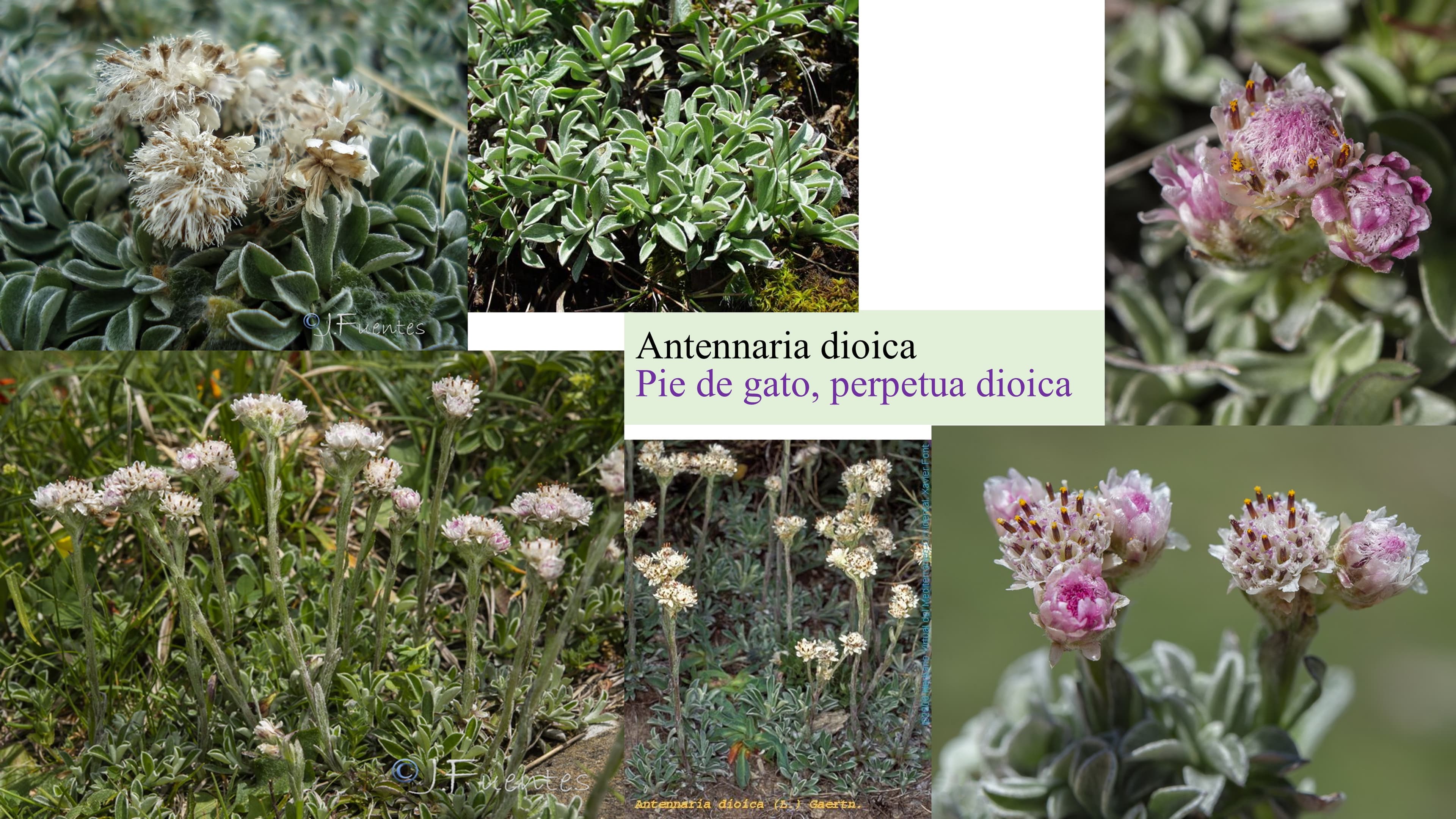Antennaria dioica