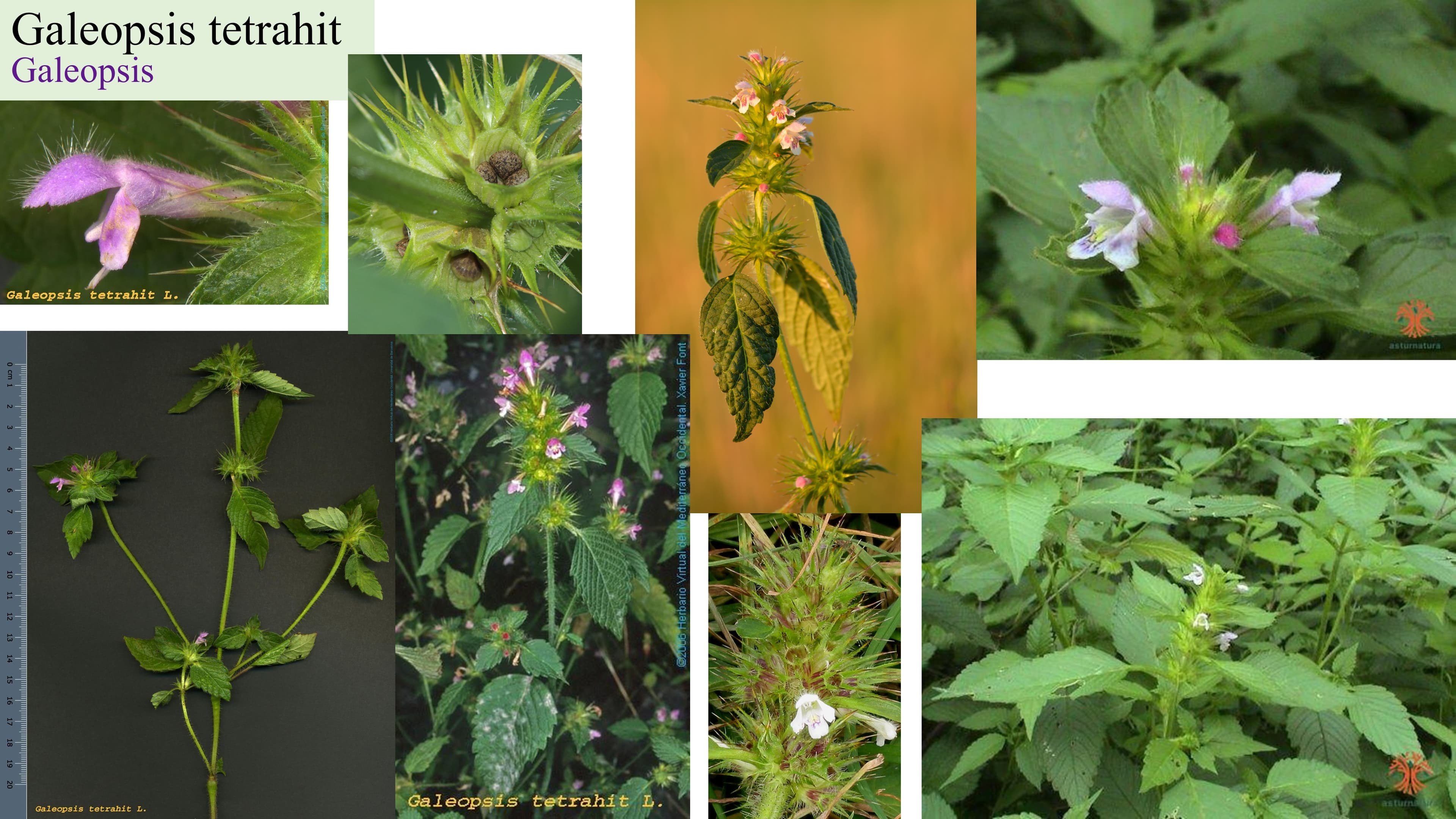 Galeopsis tetrahit