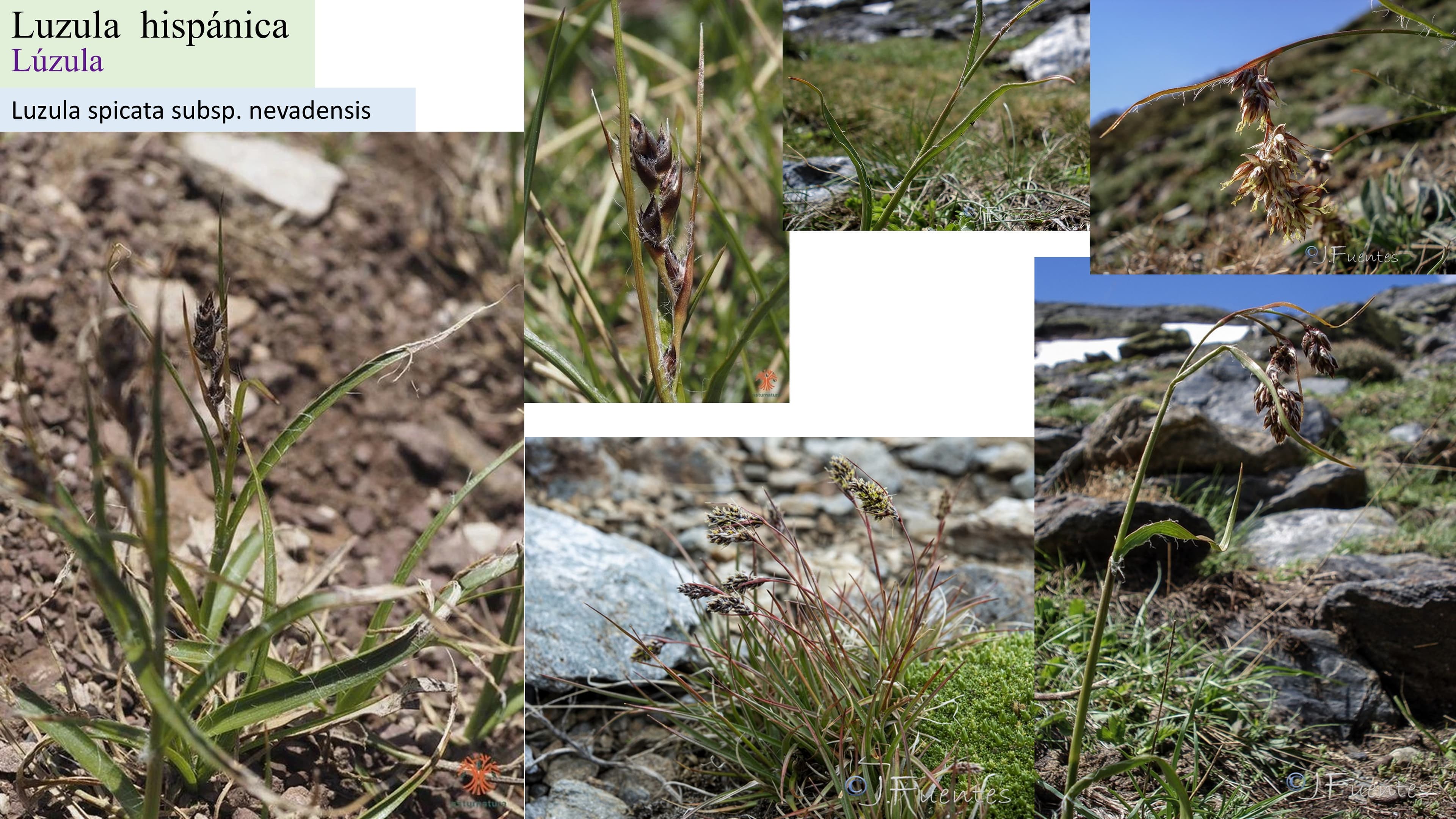 Luzula hispanica