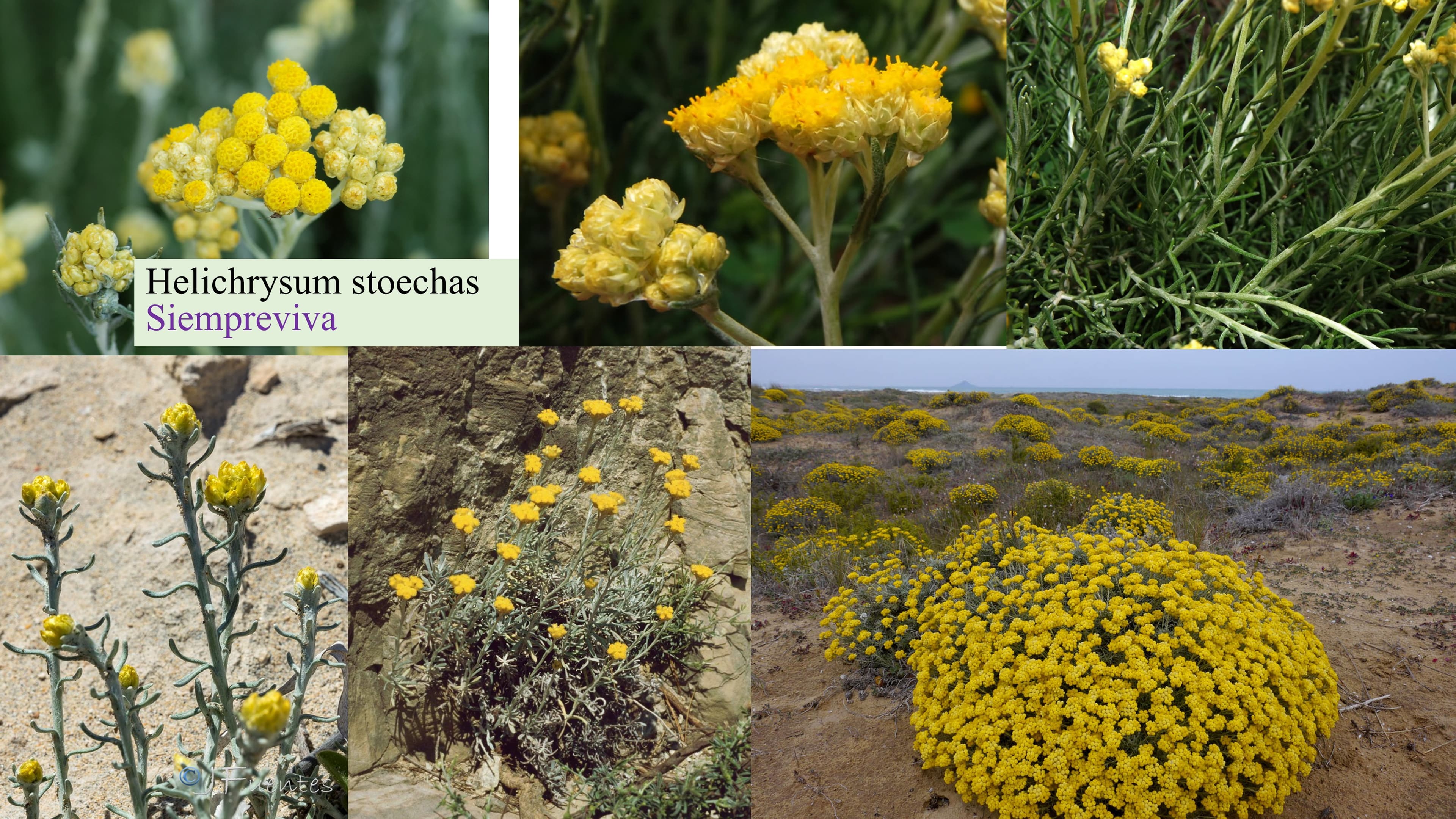 Helichrysum stoechas