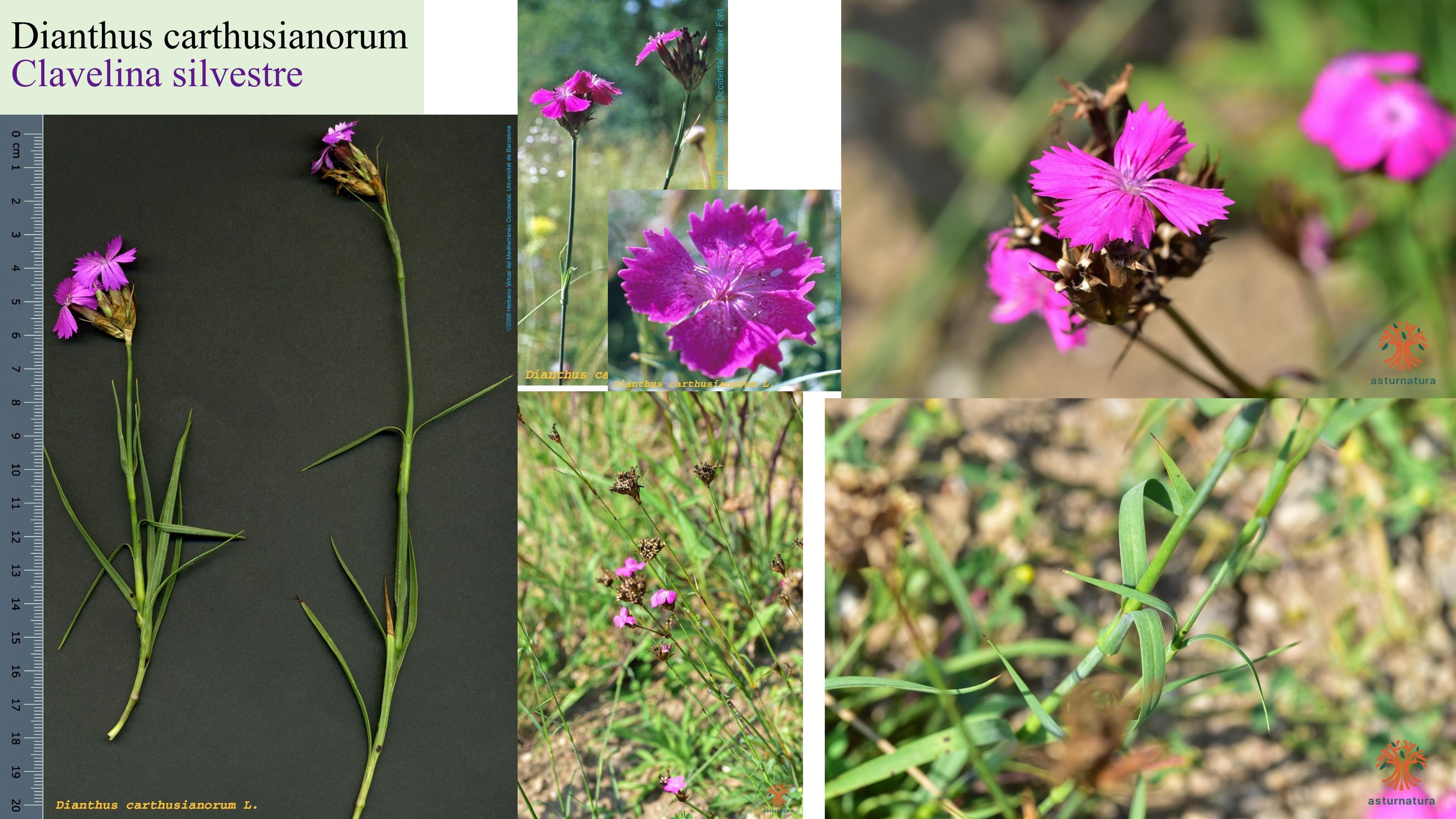 Dianthus carthusianorum
