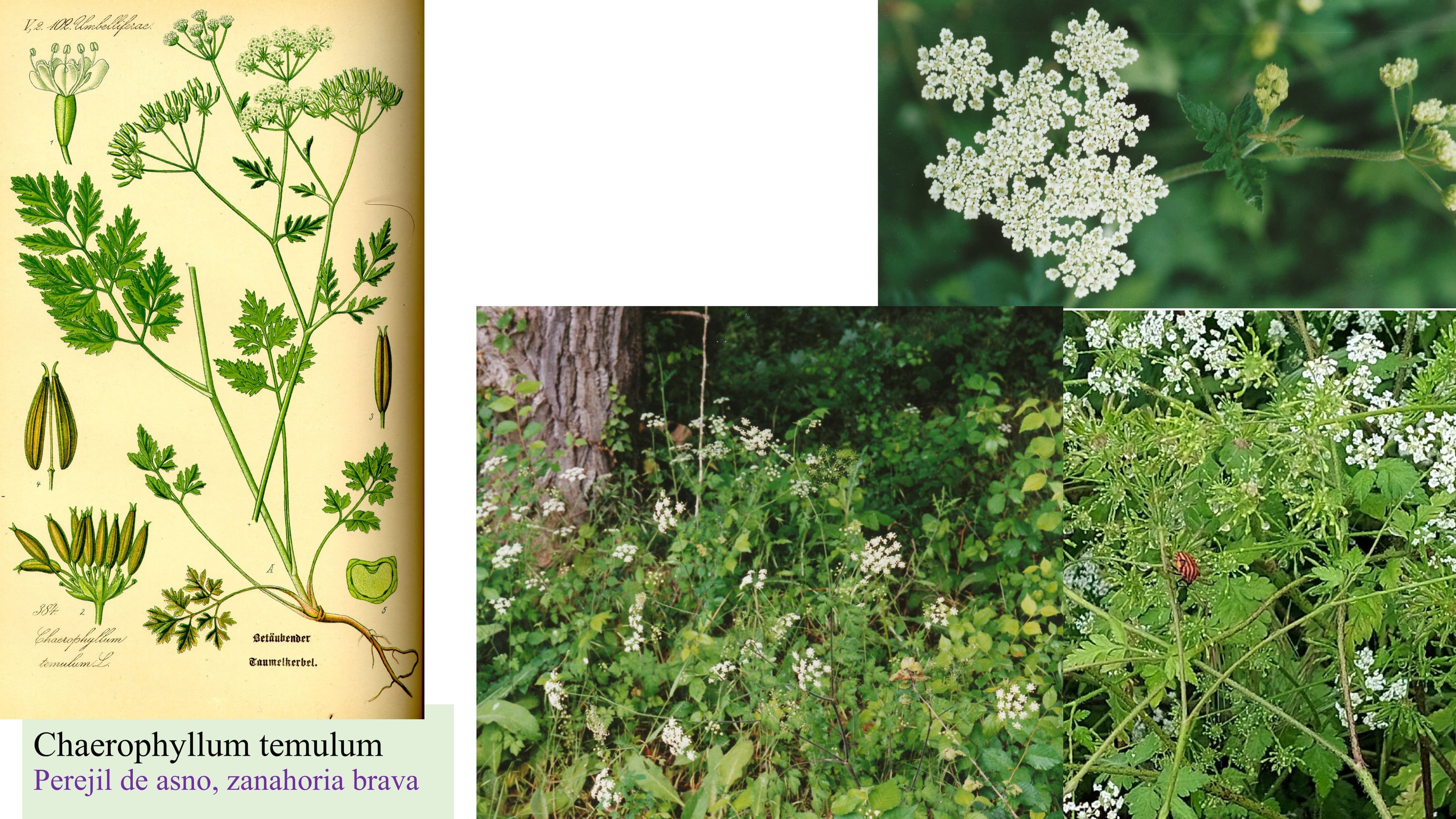 Chaerophyllum temulum