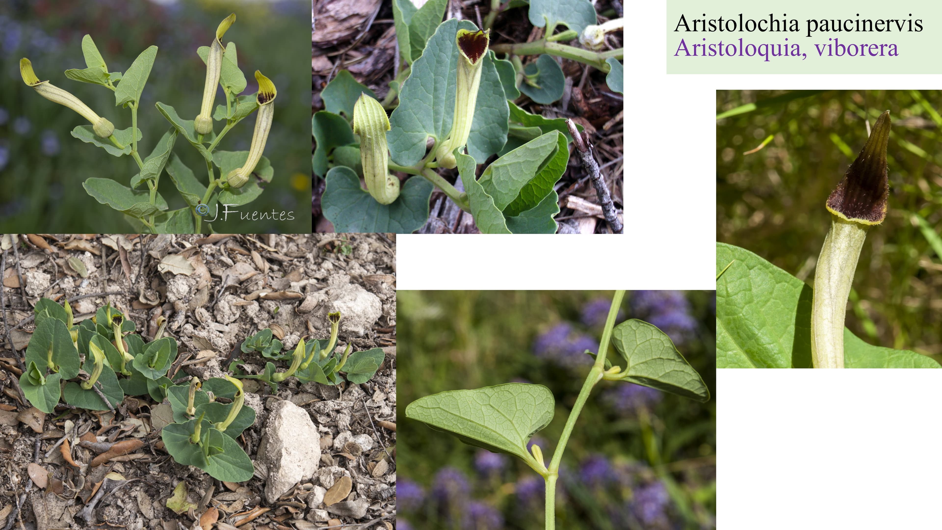 Aristolochia paucinervis