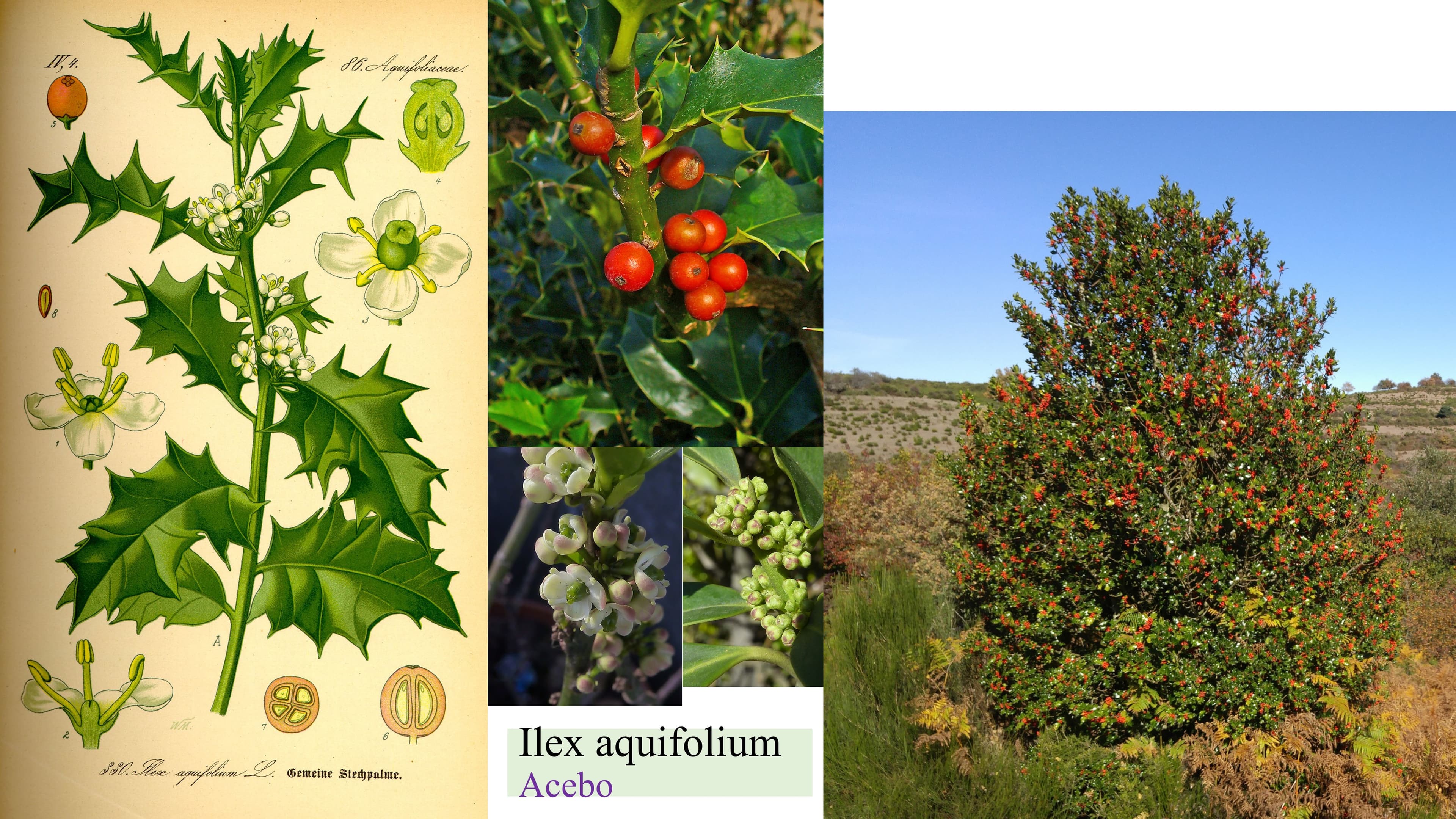 Ilex aquifolium