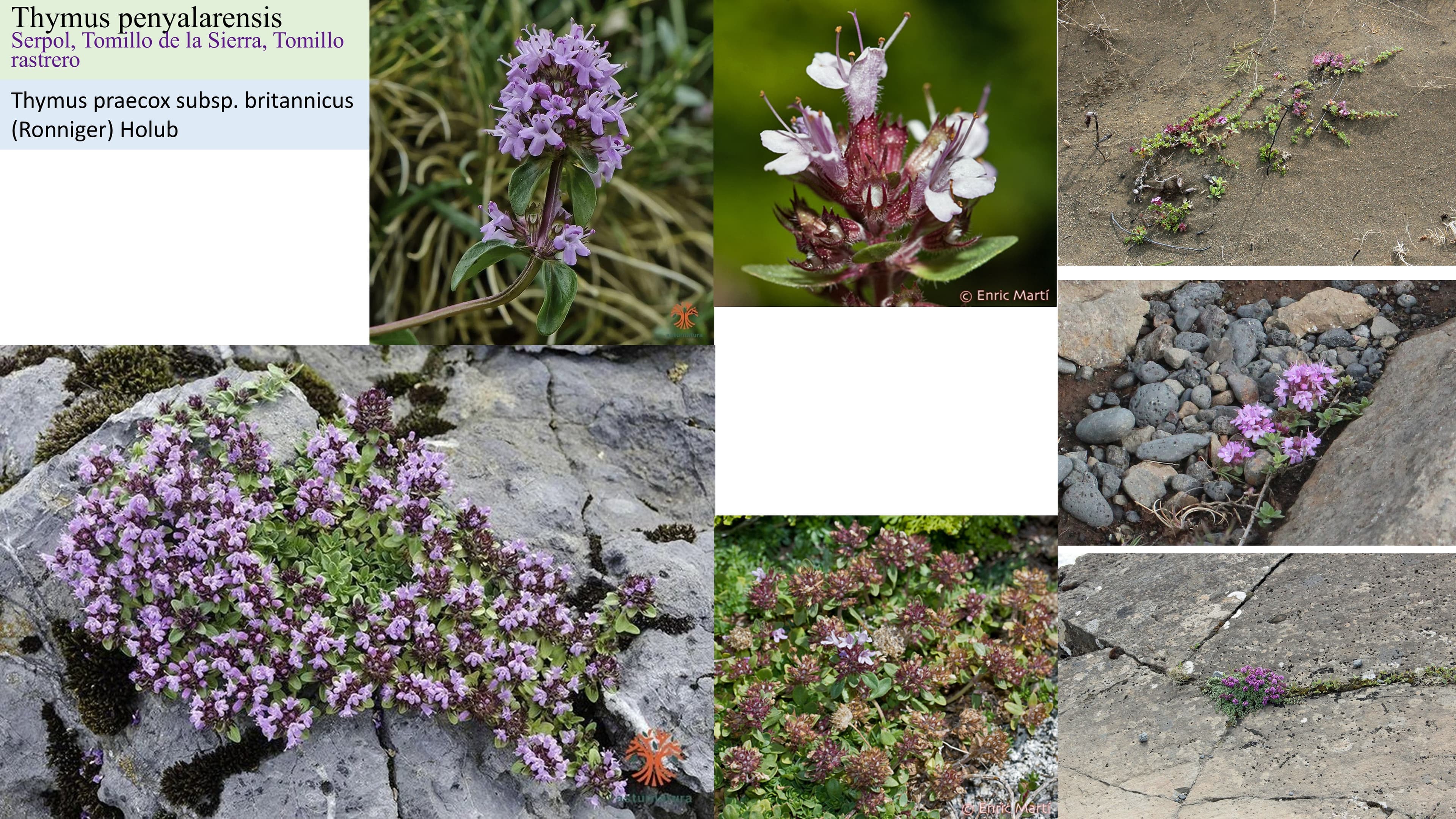 Thymus penyalarensis