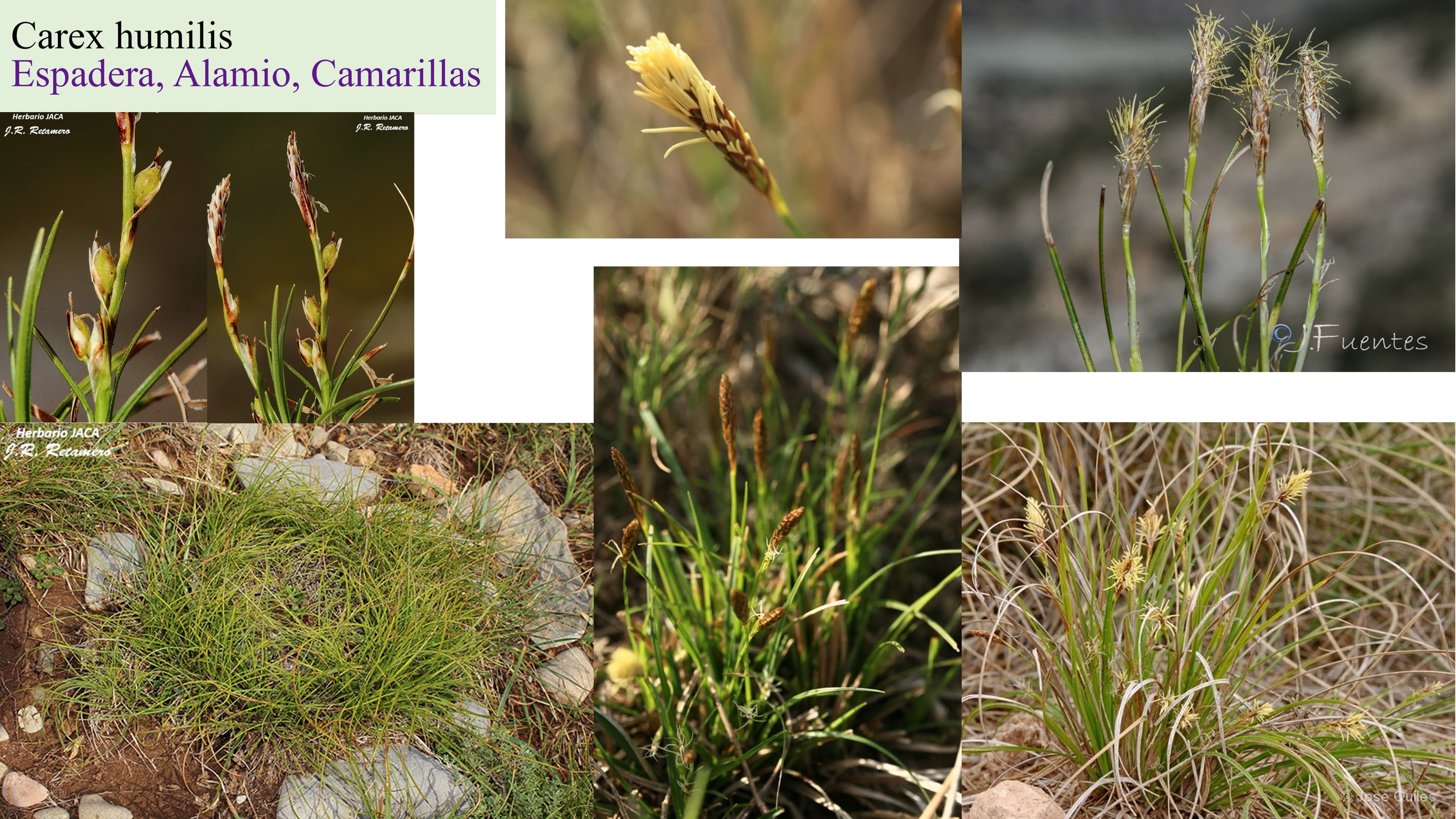 Carex humilis