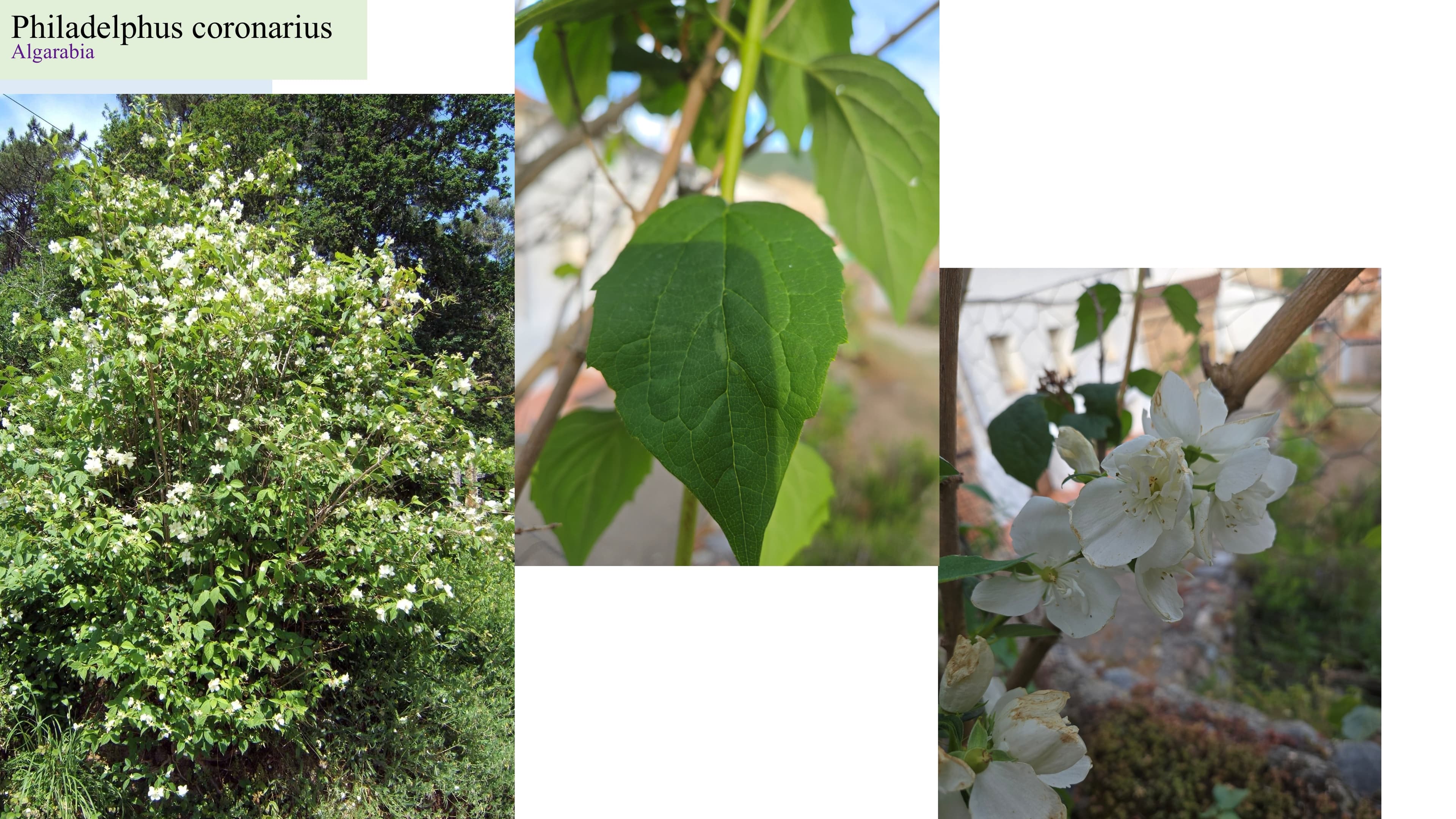 Philadelphus coronarius