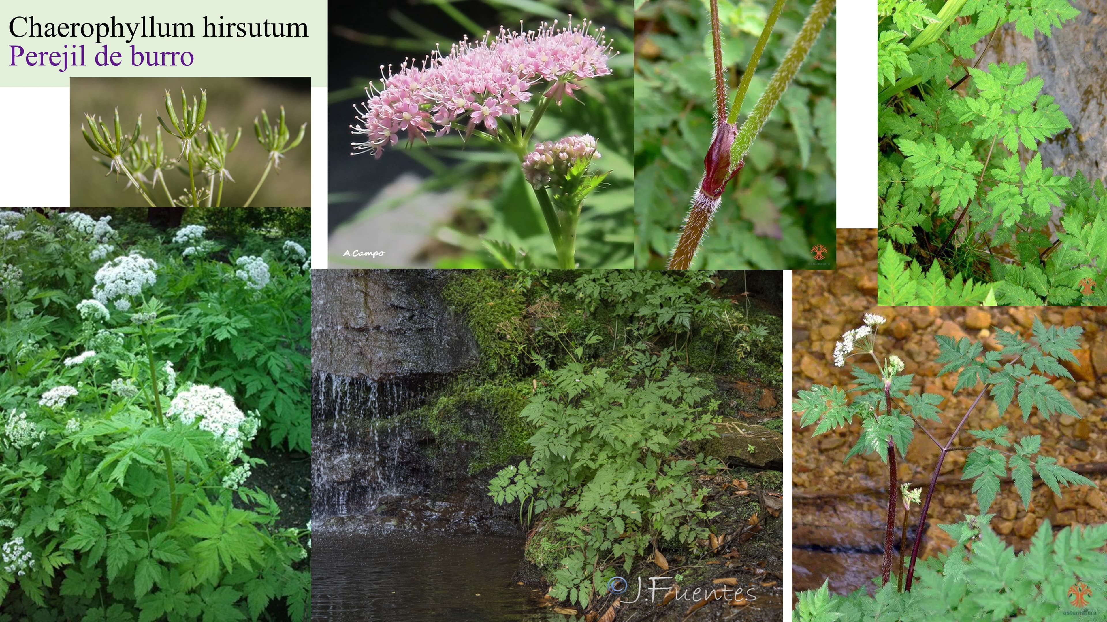 Chaerophyllum hirsutum