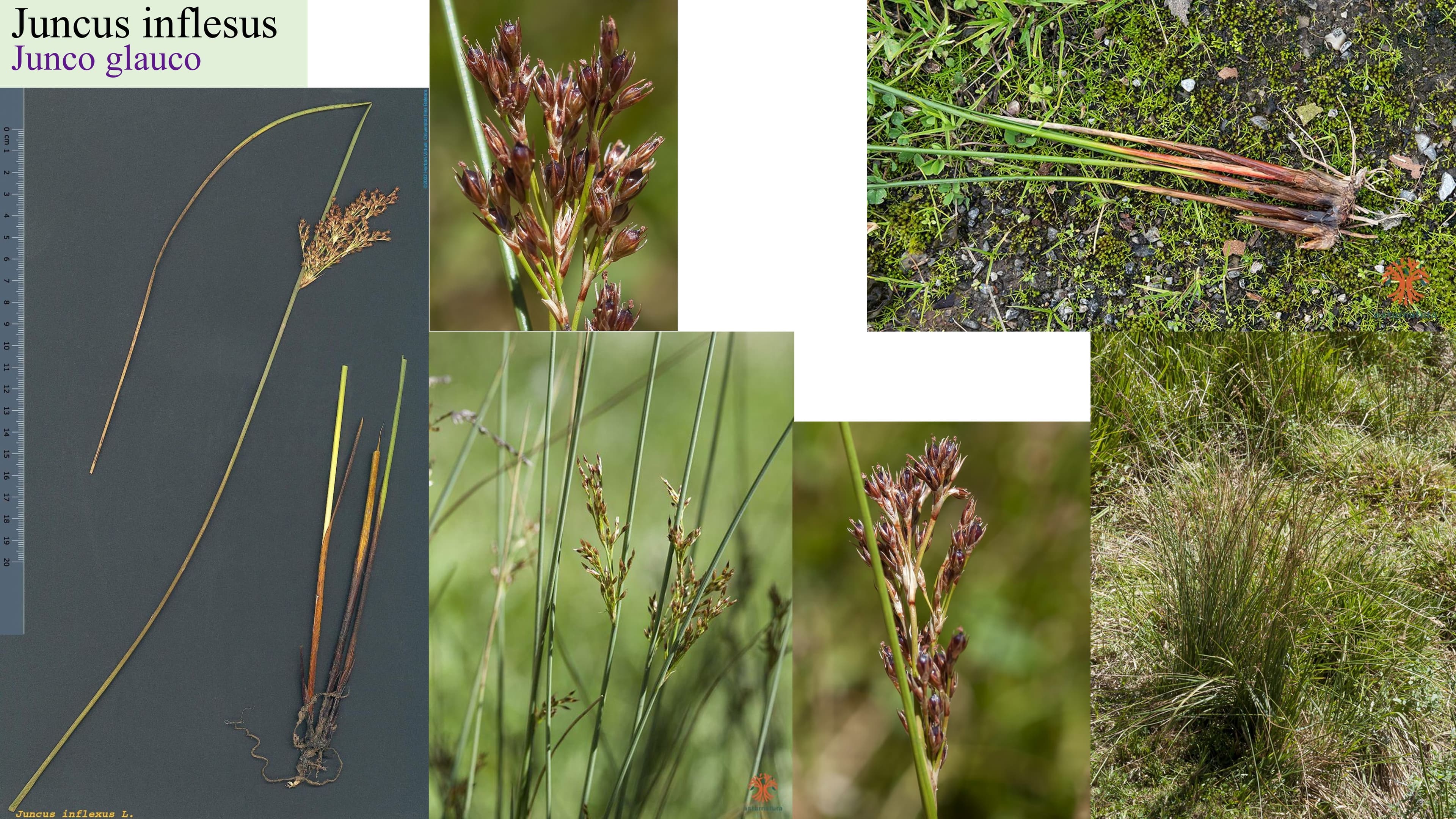 Juncus inflexus