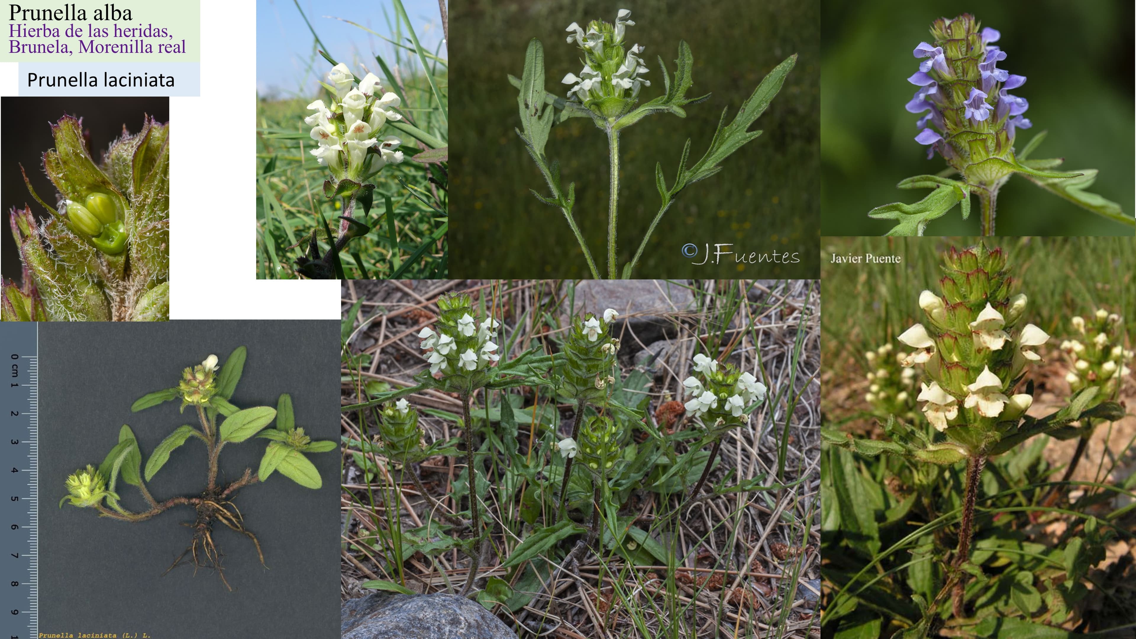 Prunella alba