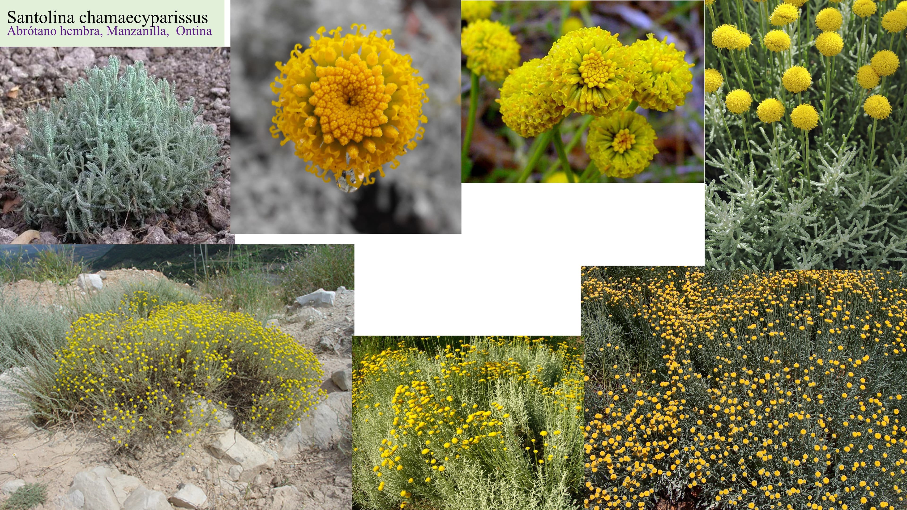 Santolina chamaecyparissus