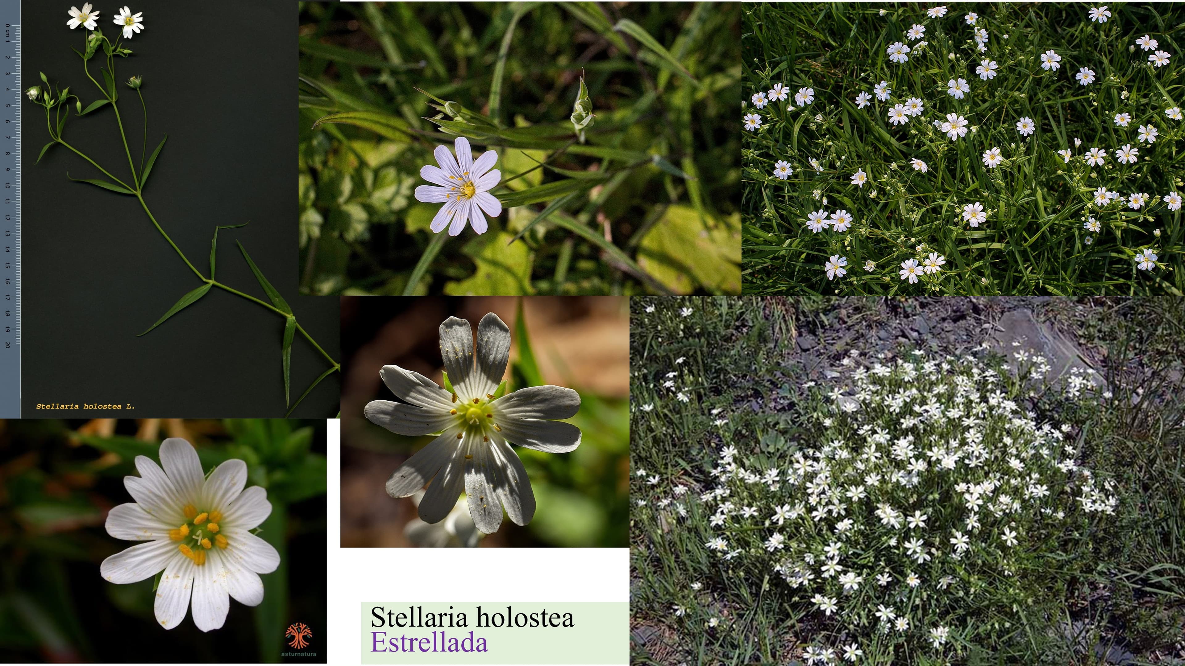Stellaria holostea