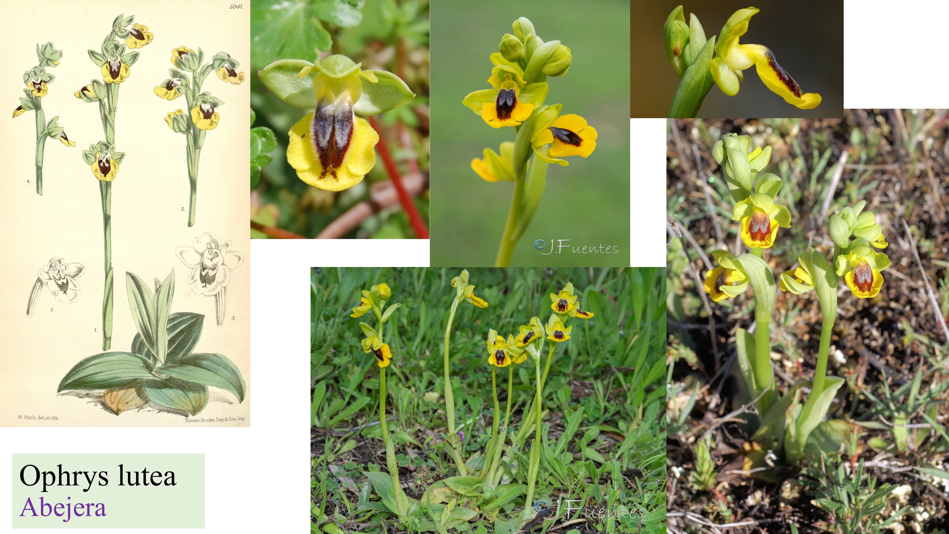 Ophrys lutea