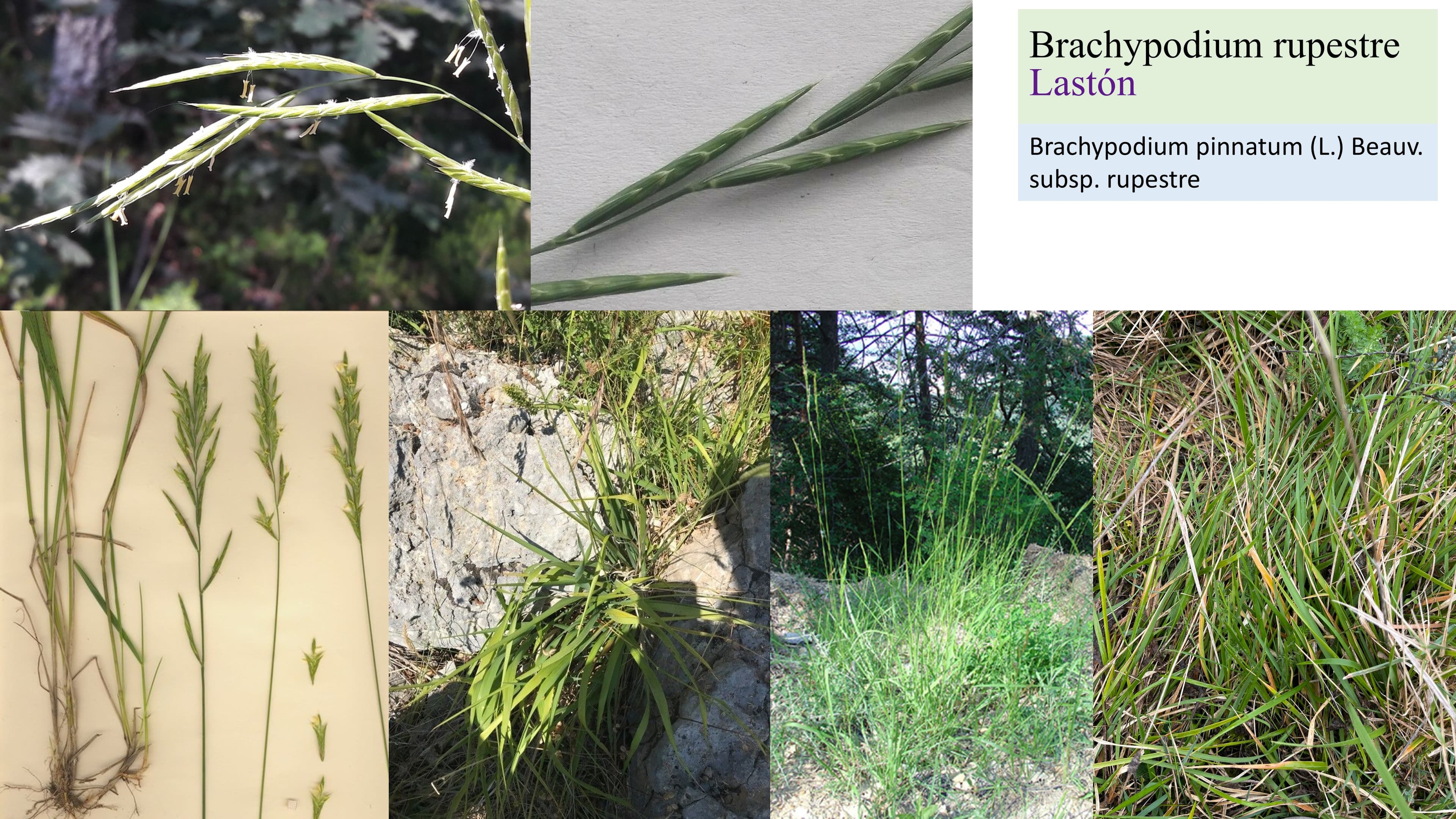 Brachypodium rupestre