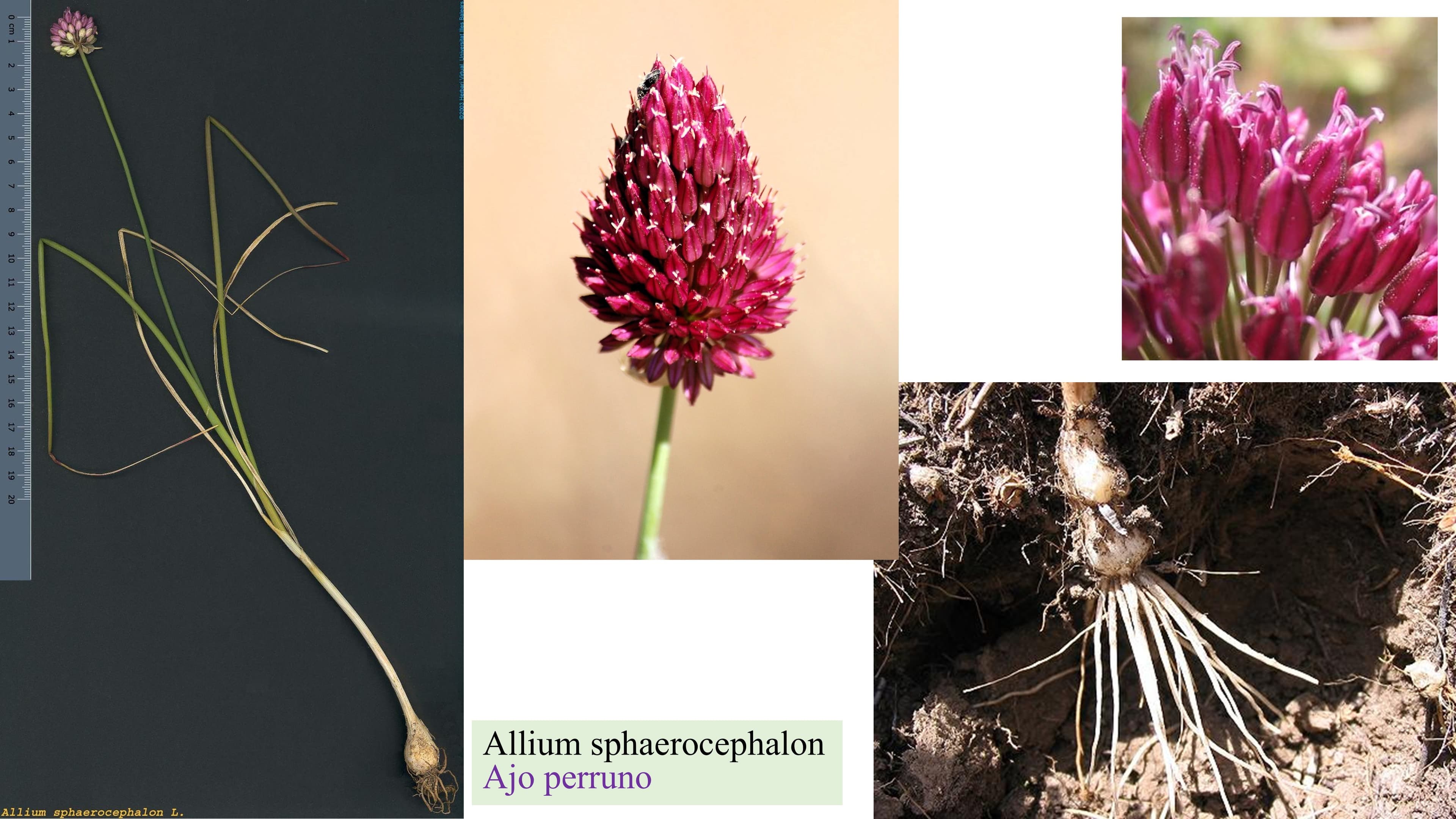 Allium sphaerocephalon