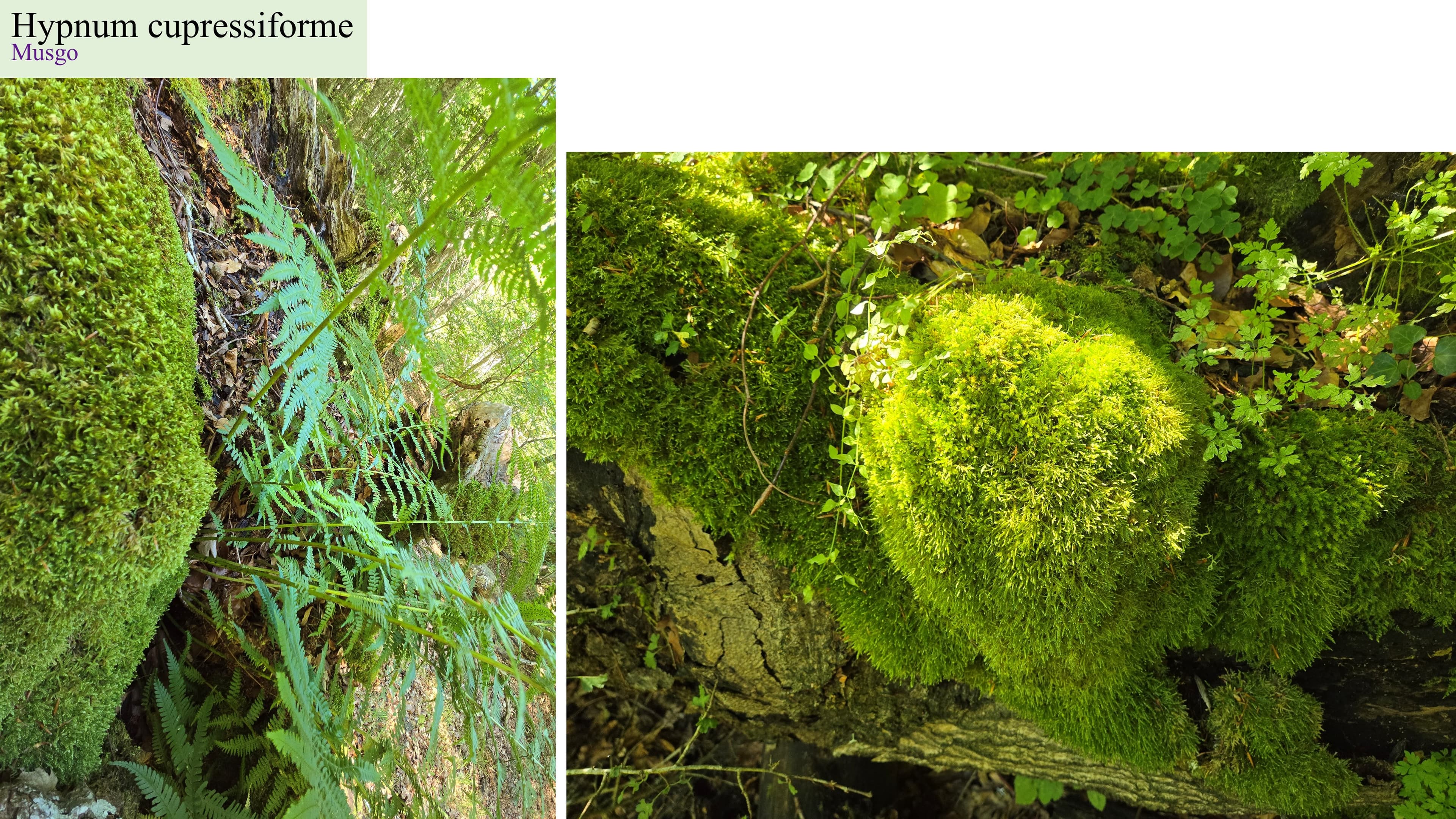 Hypnum cupressiforme