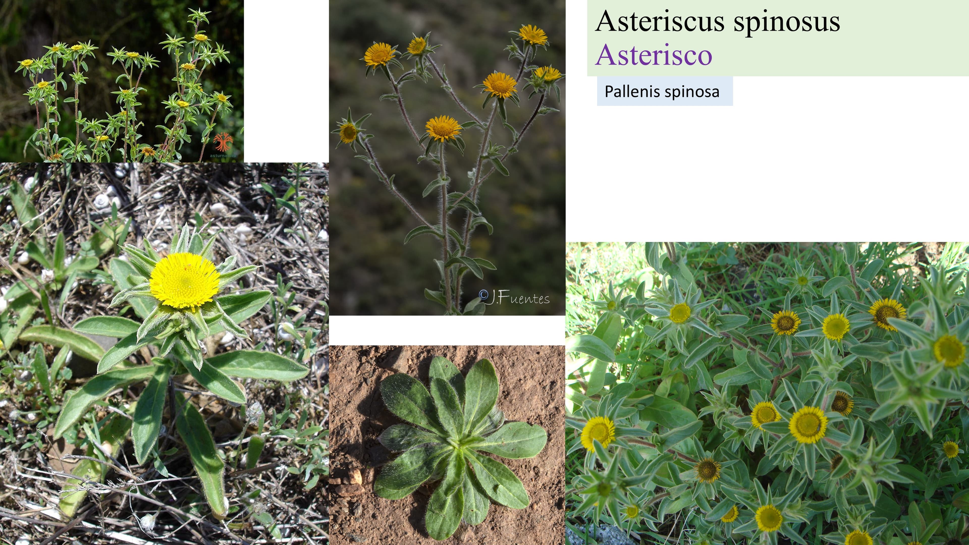 Asteriscus spinosus