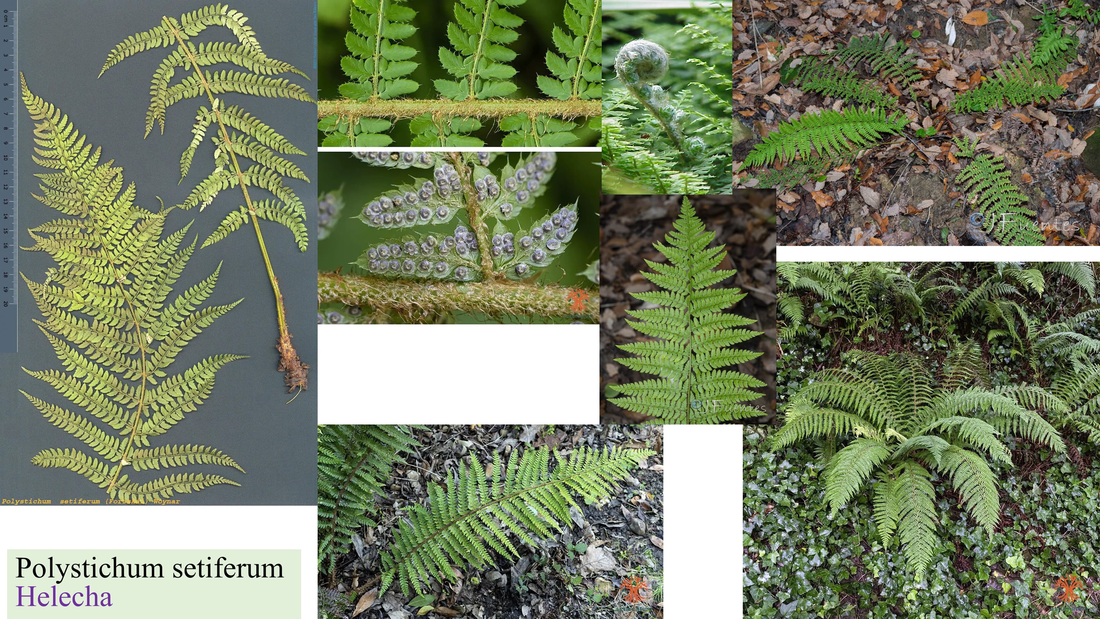Polystichum setiferum