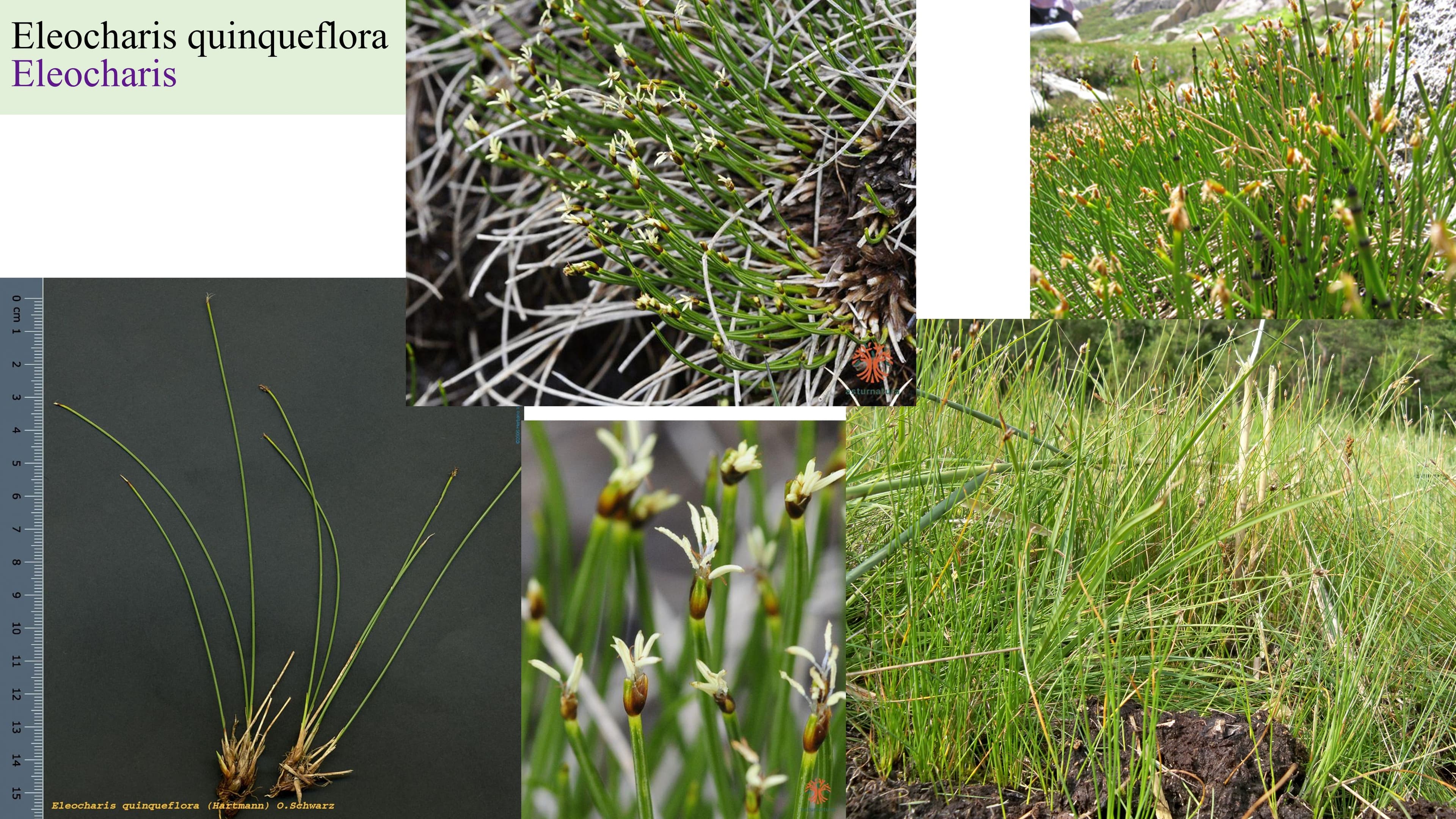 Eleocharis quinqueflora