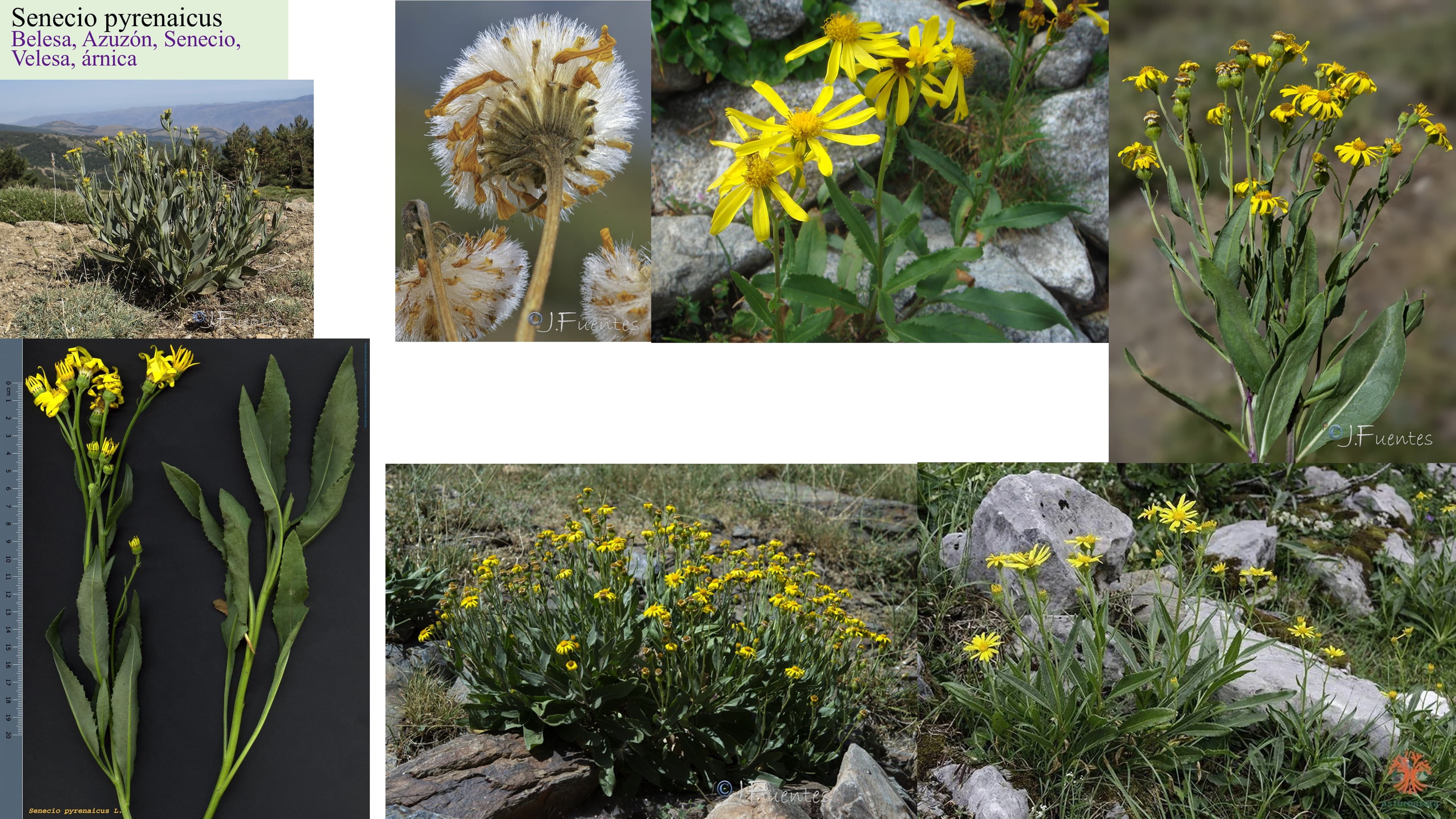 Senecio pyrenaicus