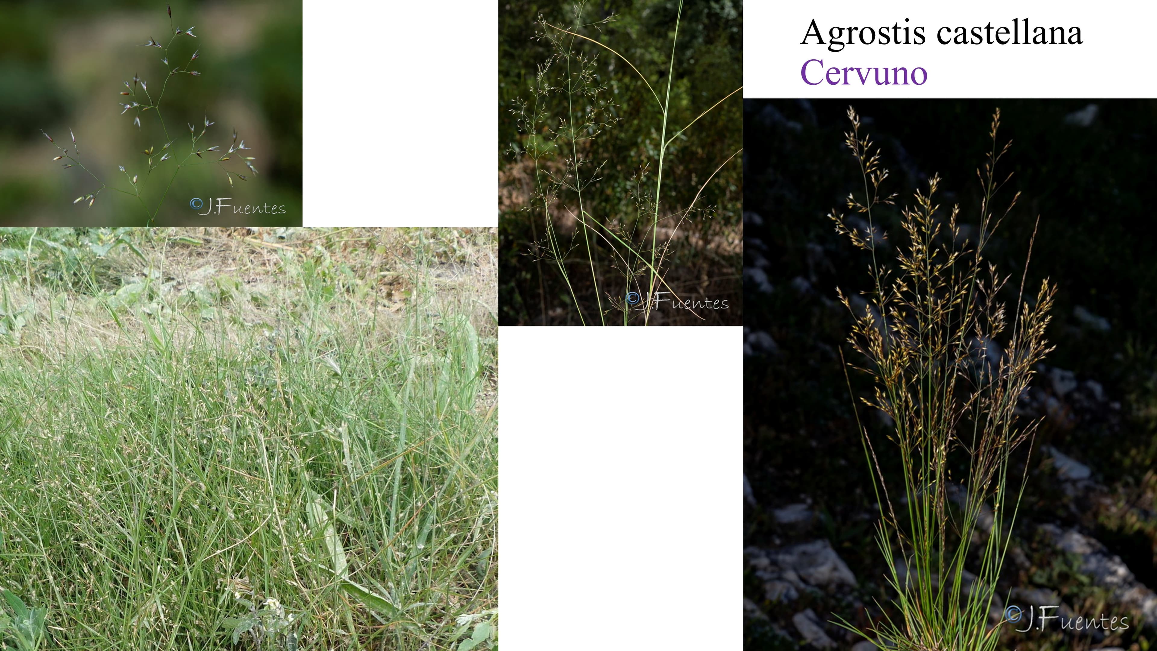 Agrostis castellana