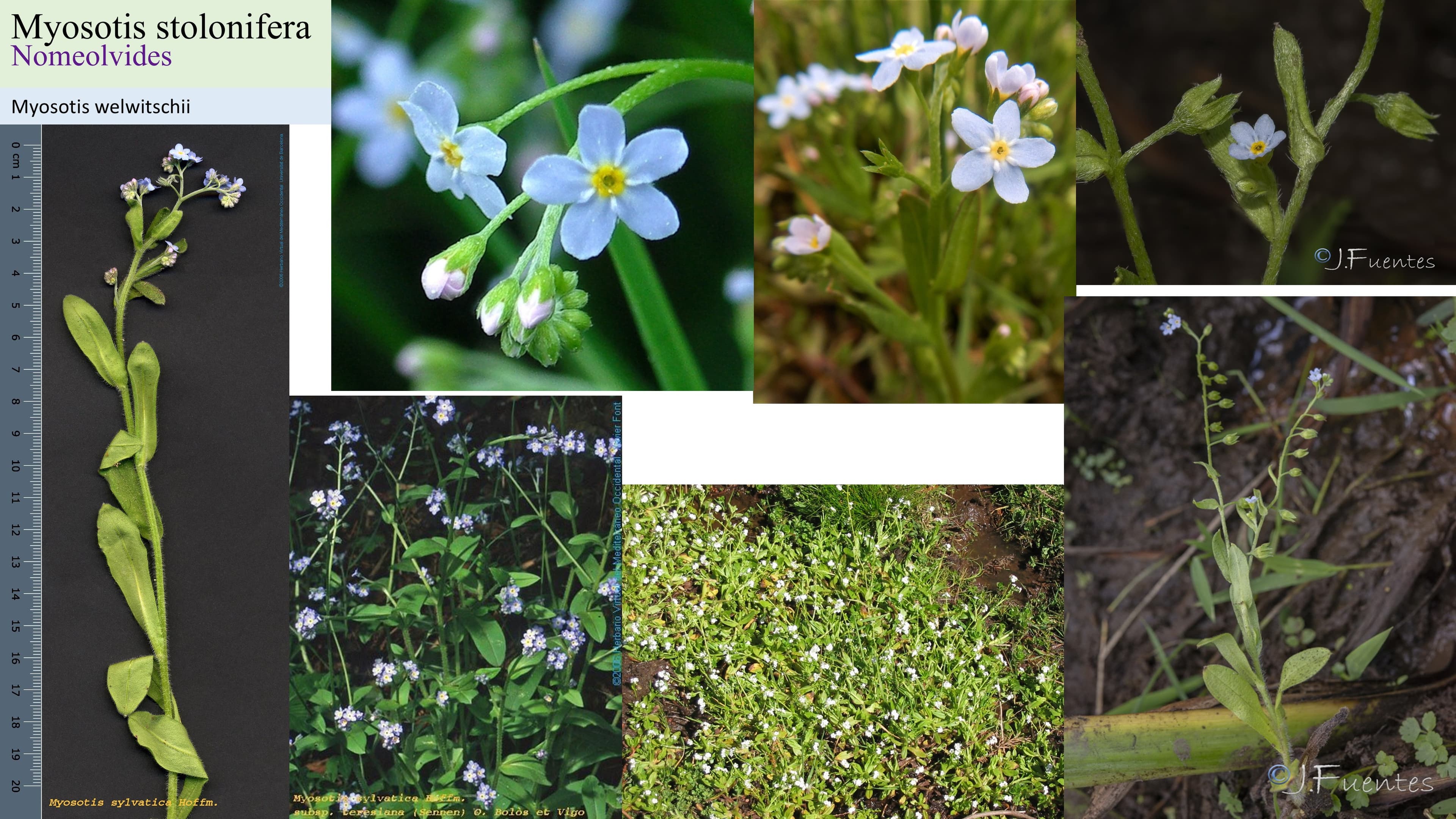 Myosotis stolonifera