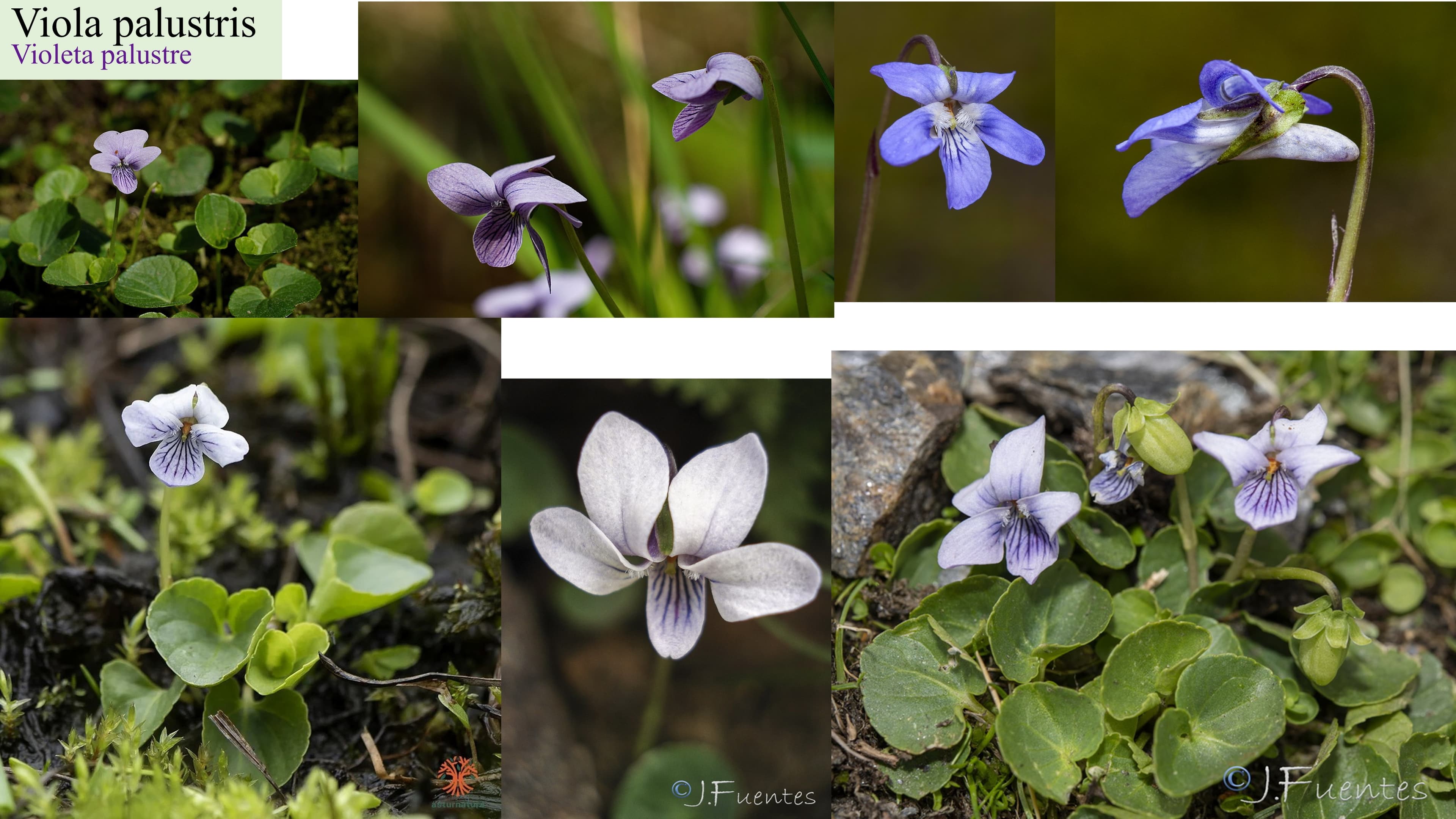 Viola palustris