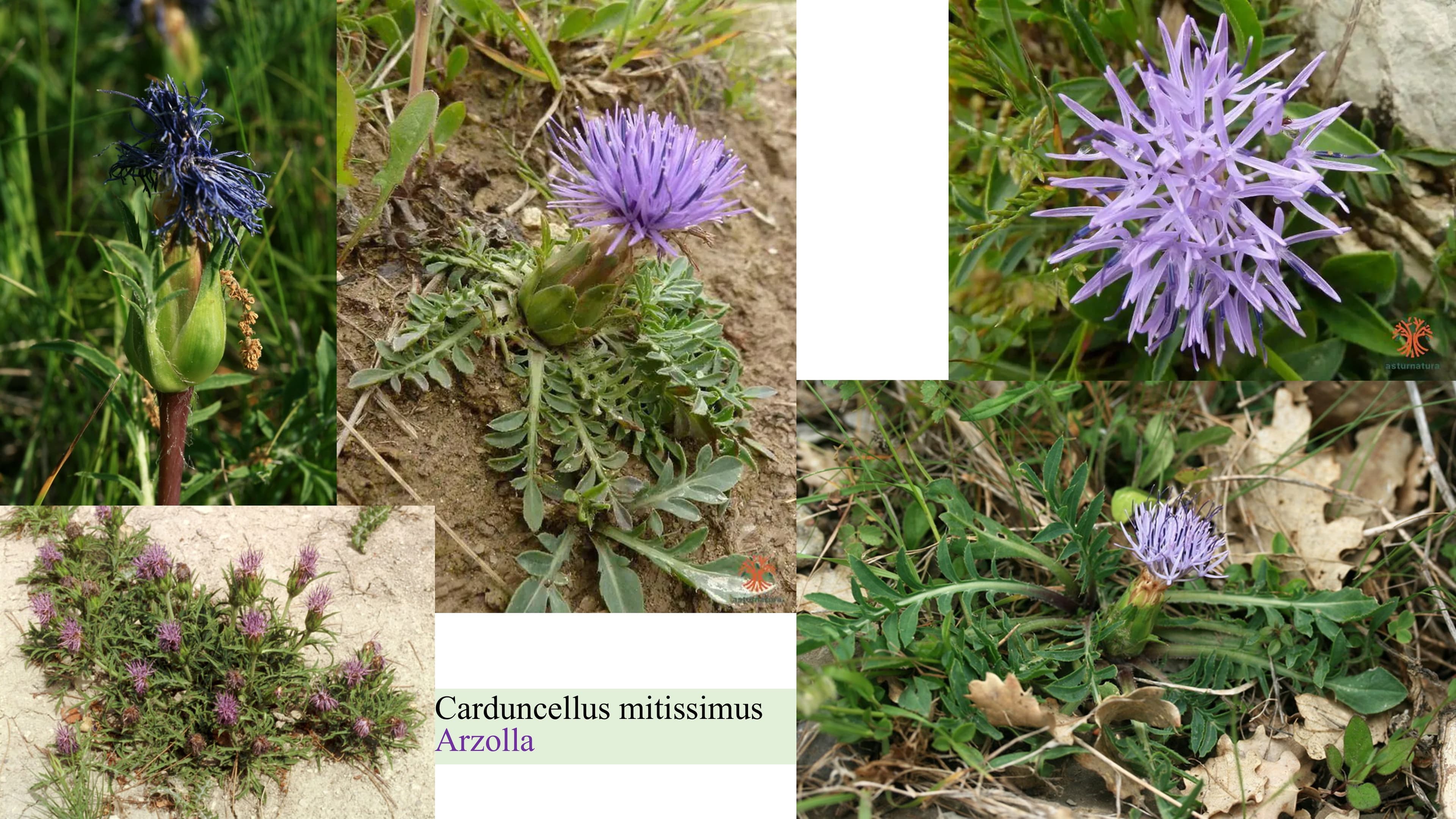 Carduncellus mitissimus