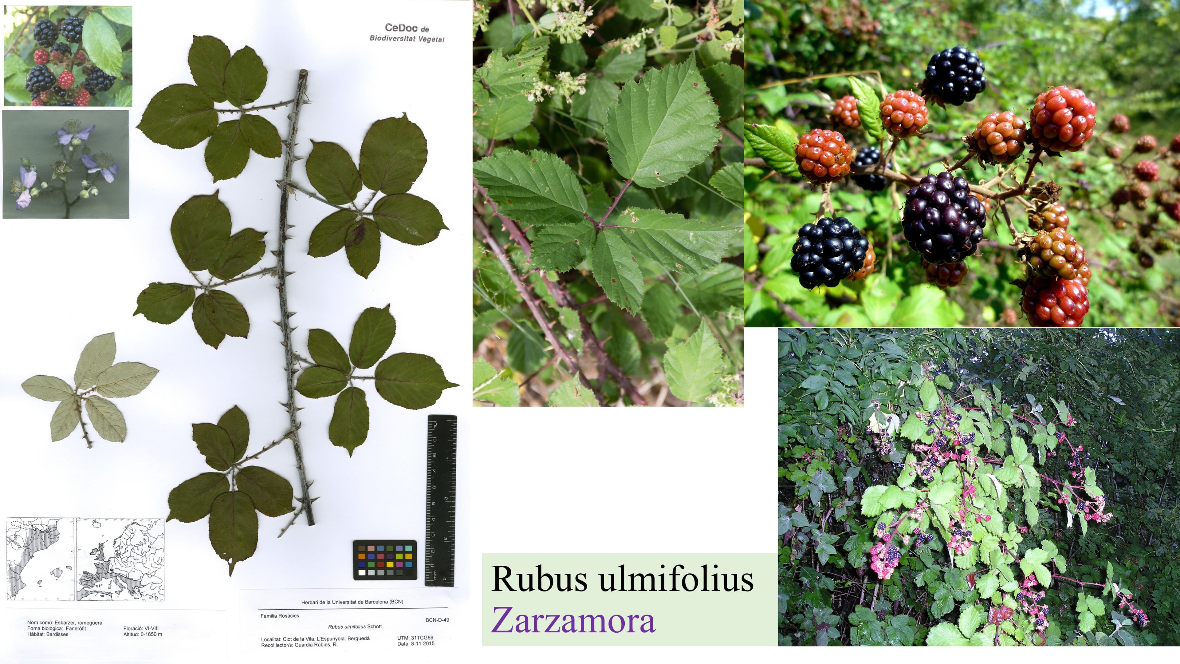 Rubus ulmifolius