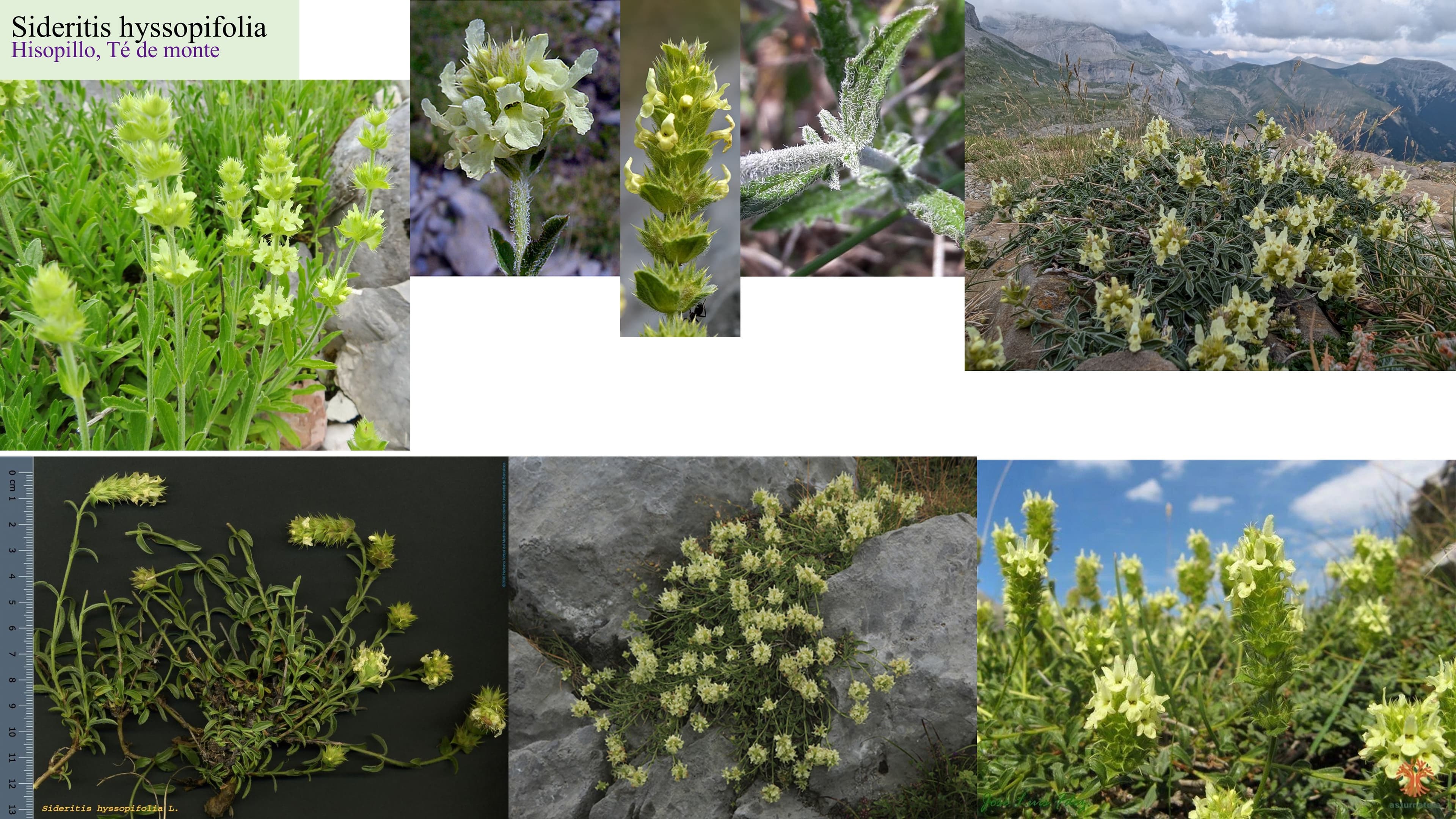 Sideritis hyssopifolia