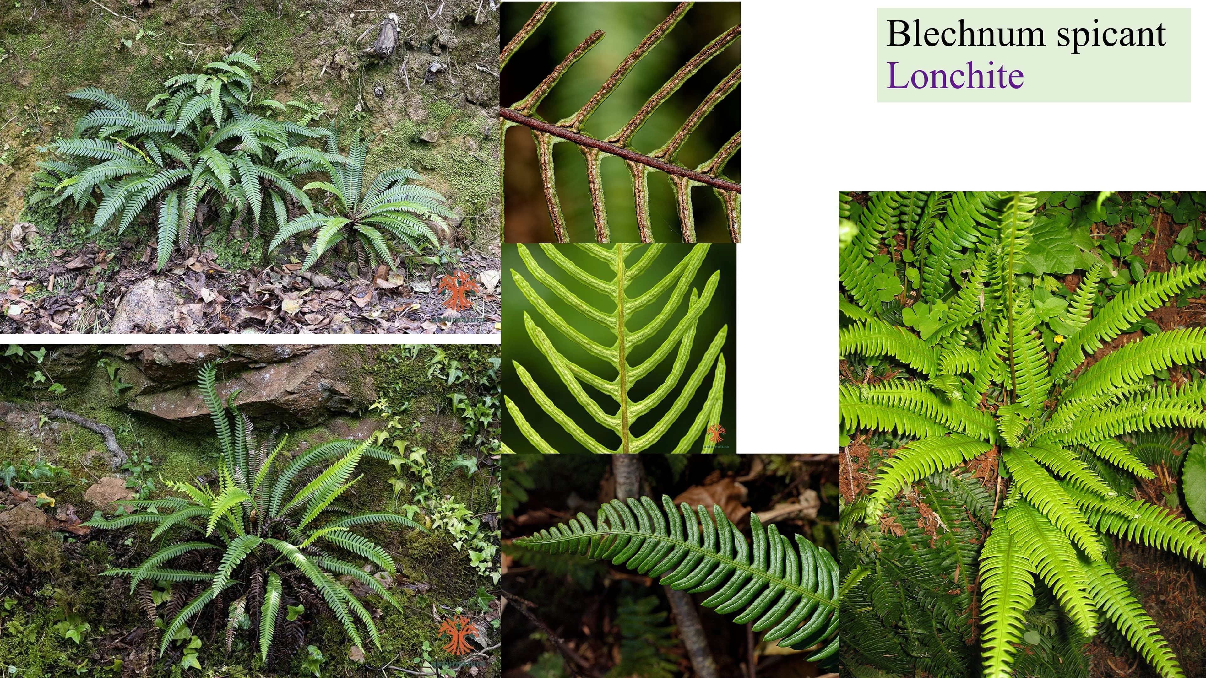 Blechnum spicant