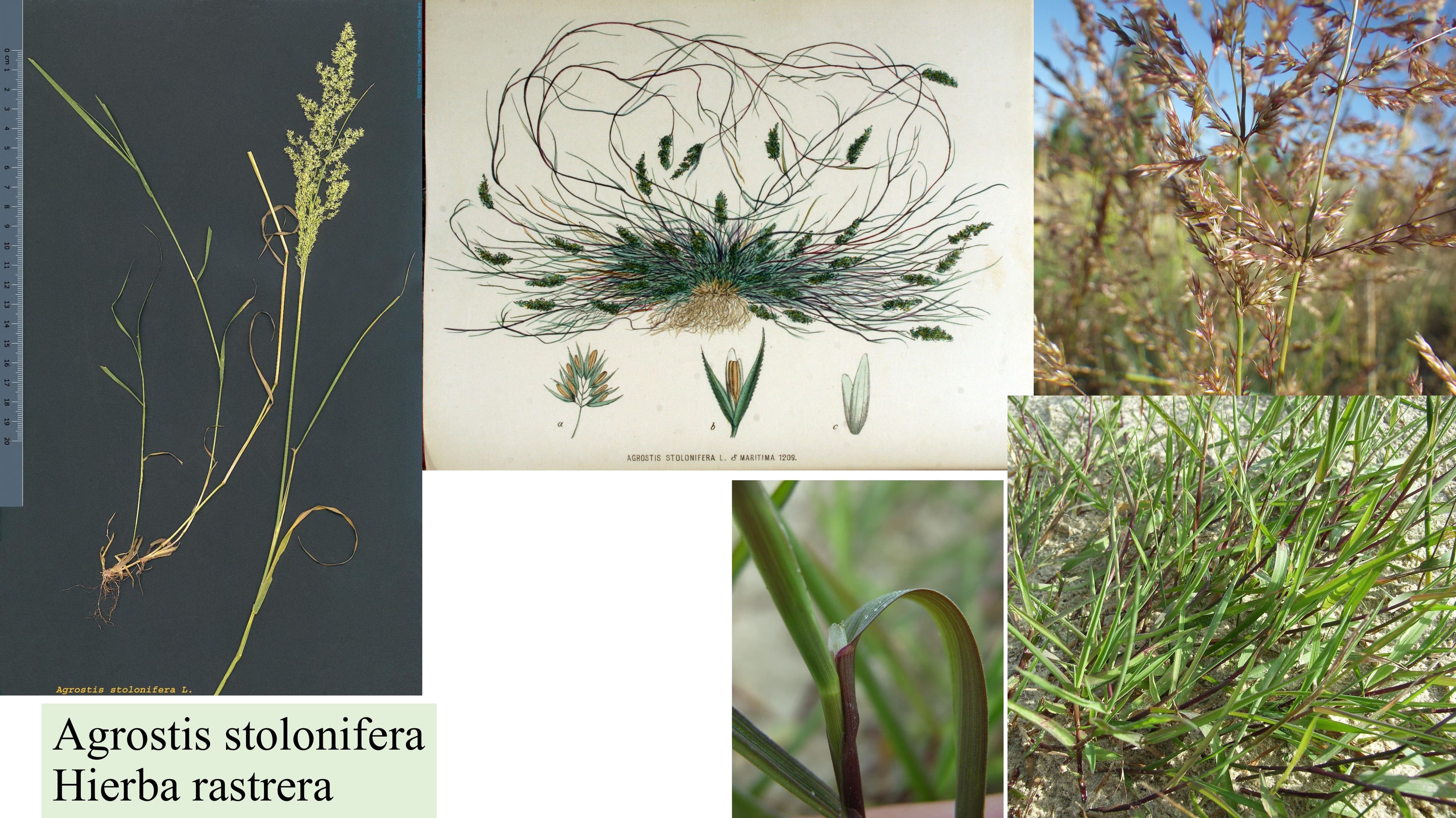 Agrostis stolonifera