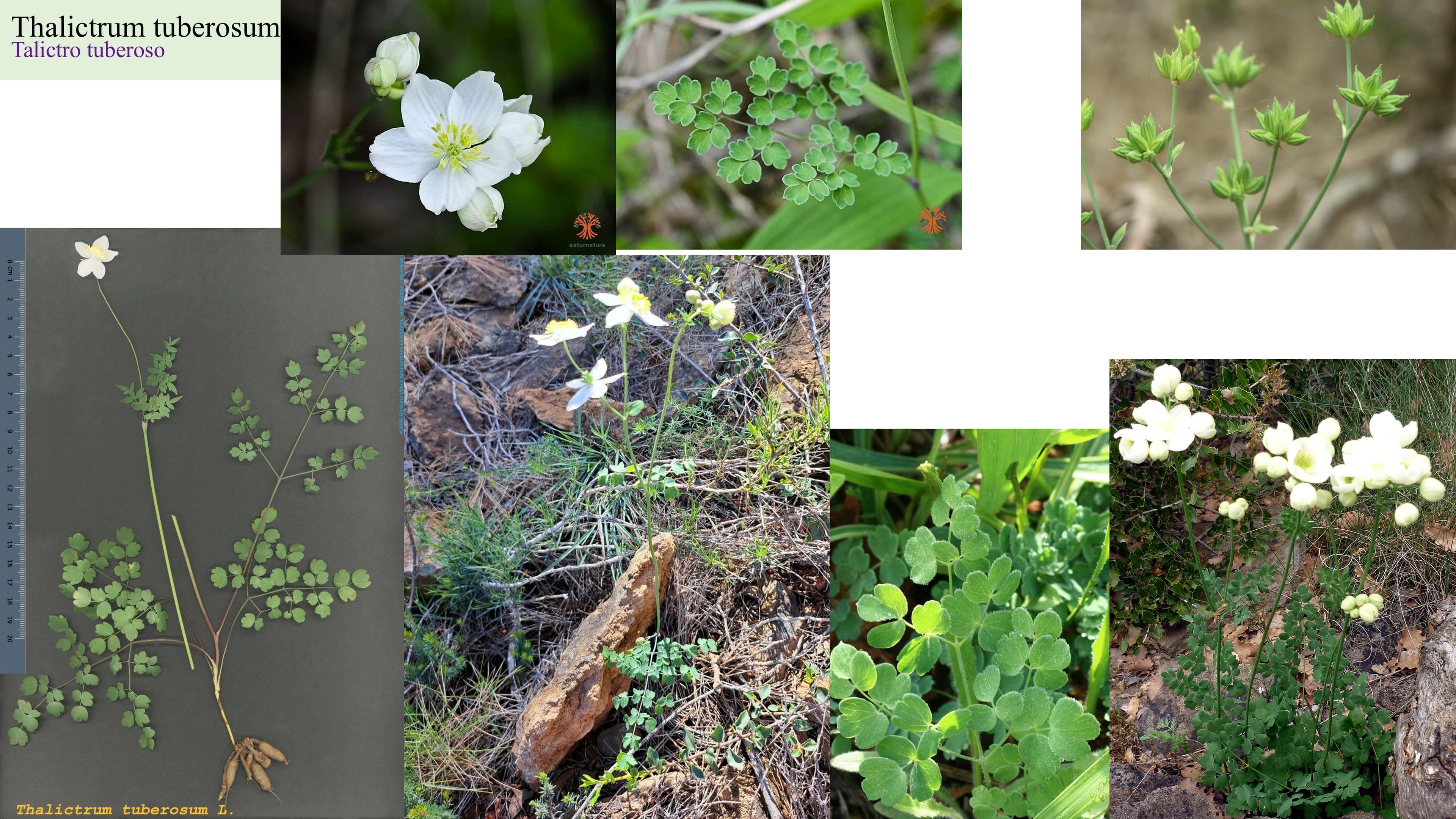 Thalictrum tuberosum
