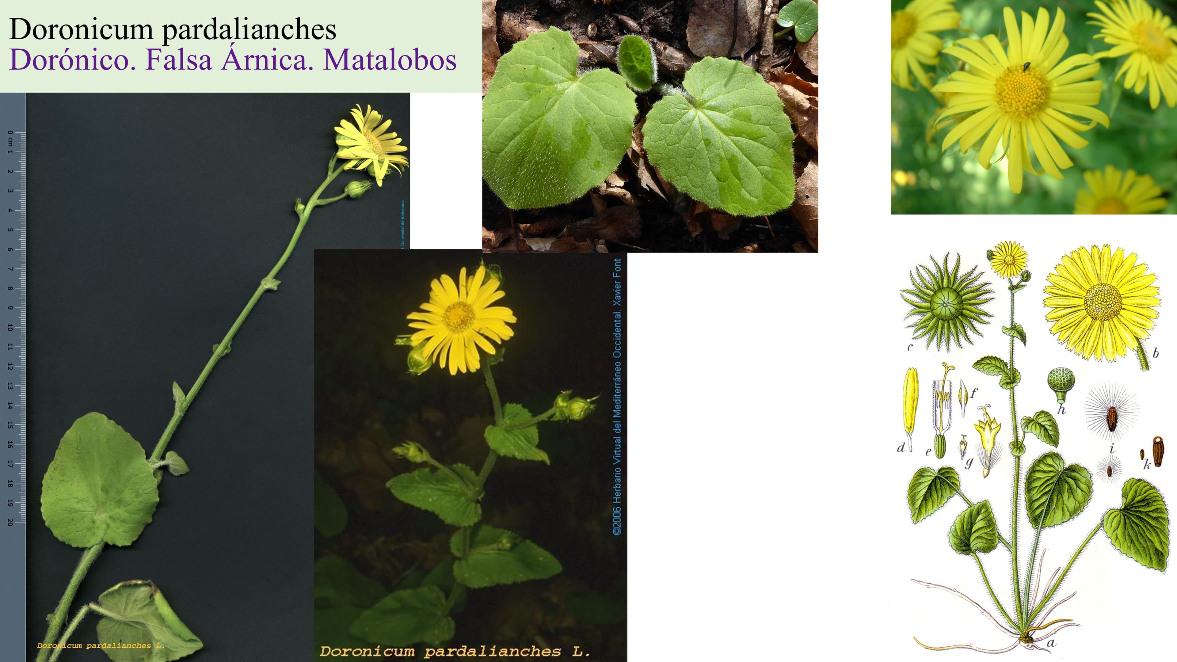 Doronicum pardalianches