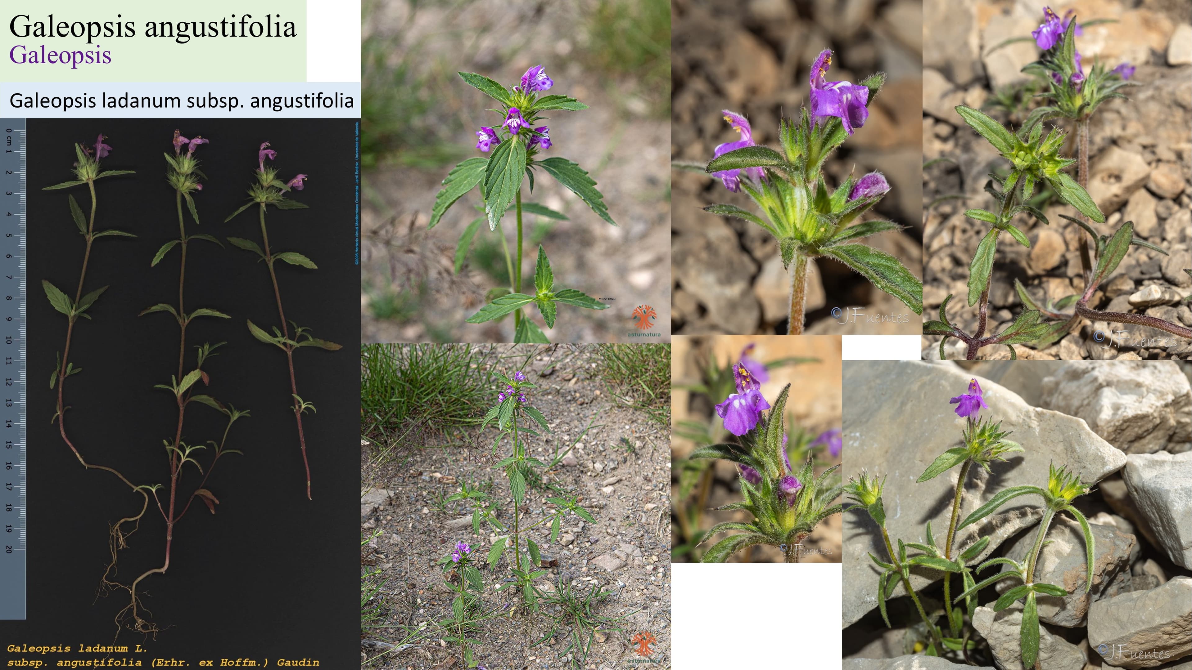 Galeopsis angustifolia