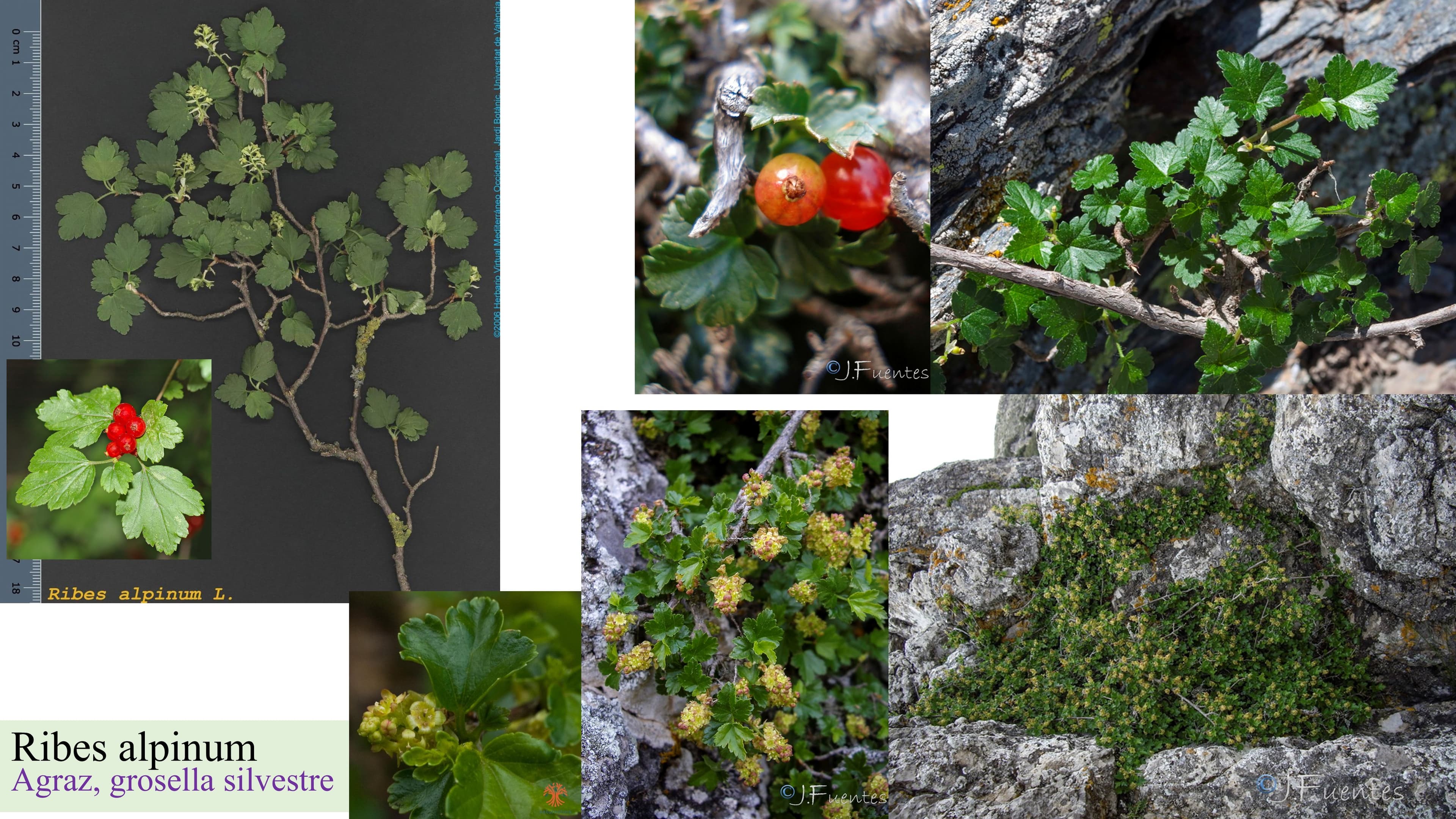 Ribes alpinum