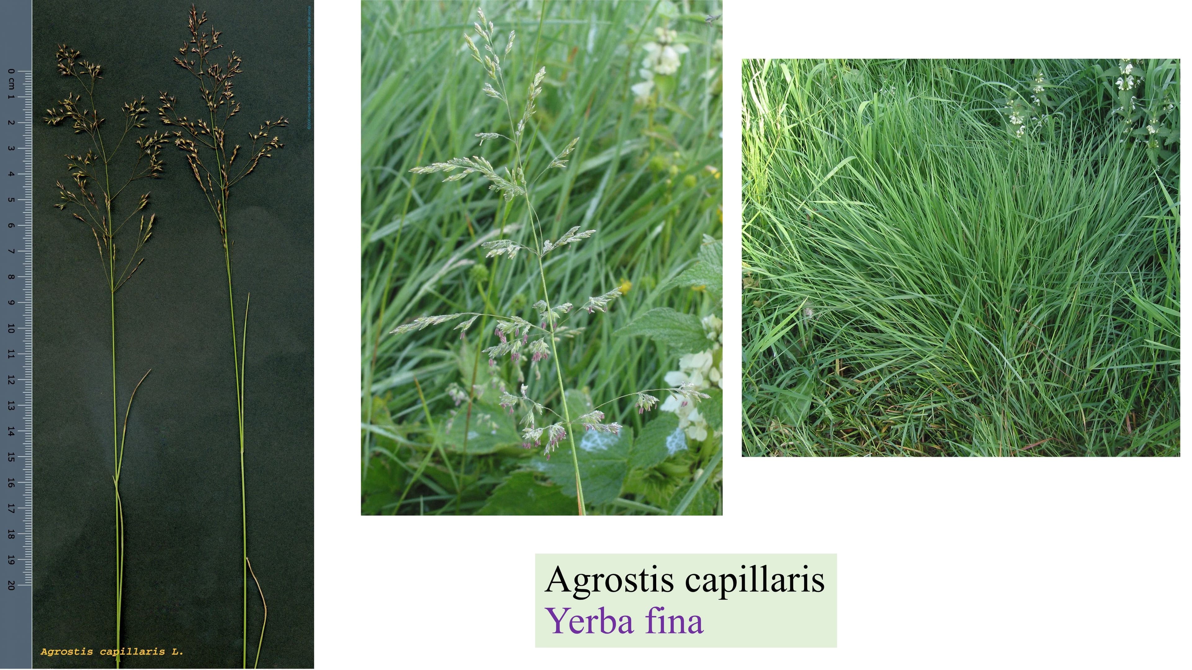 Agrostis capillaris