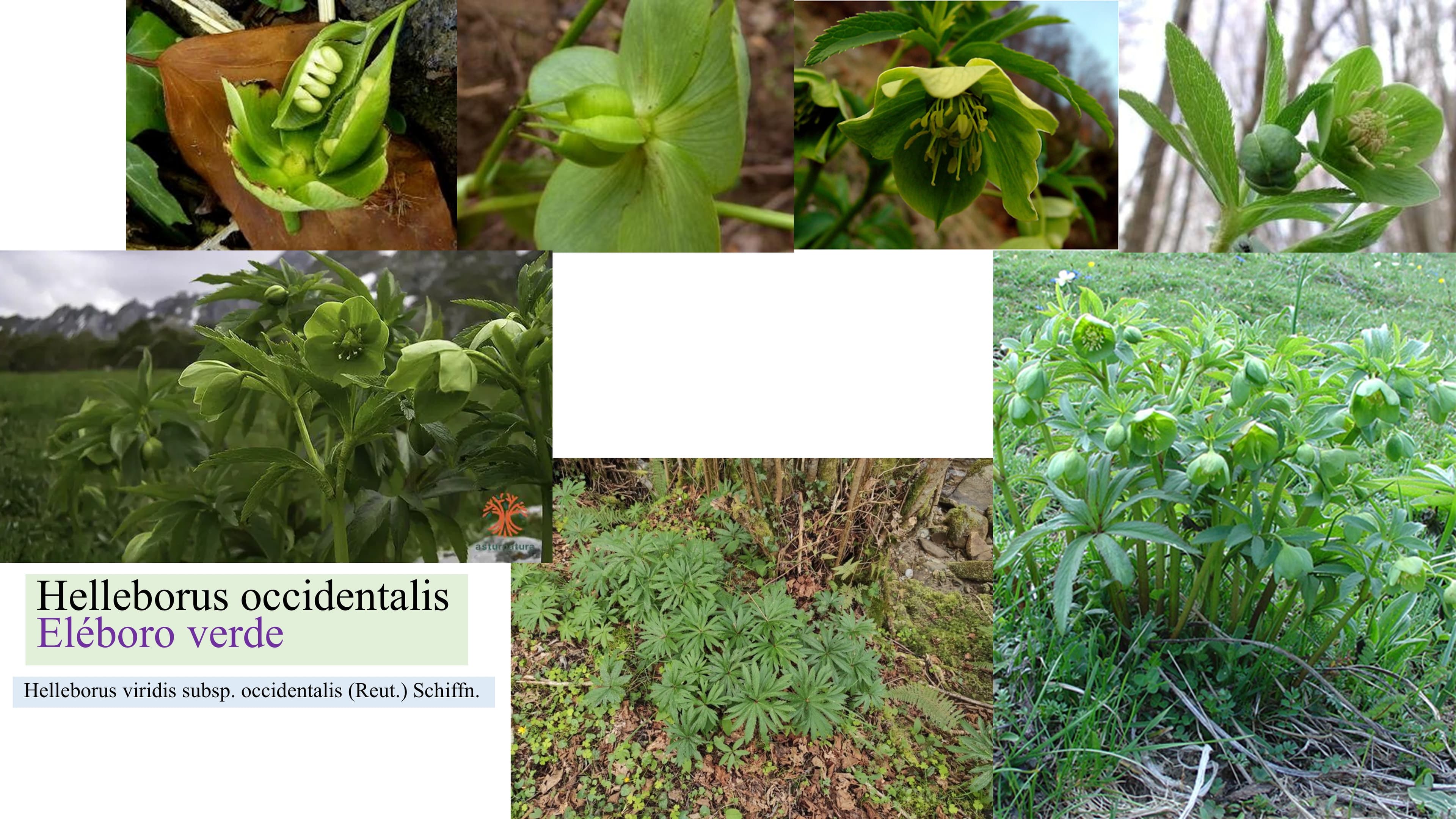 Helleborus occidentalis