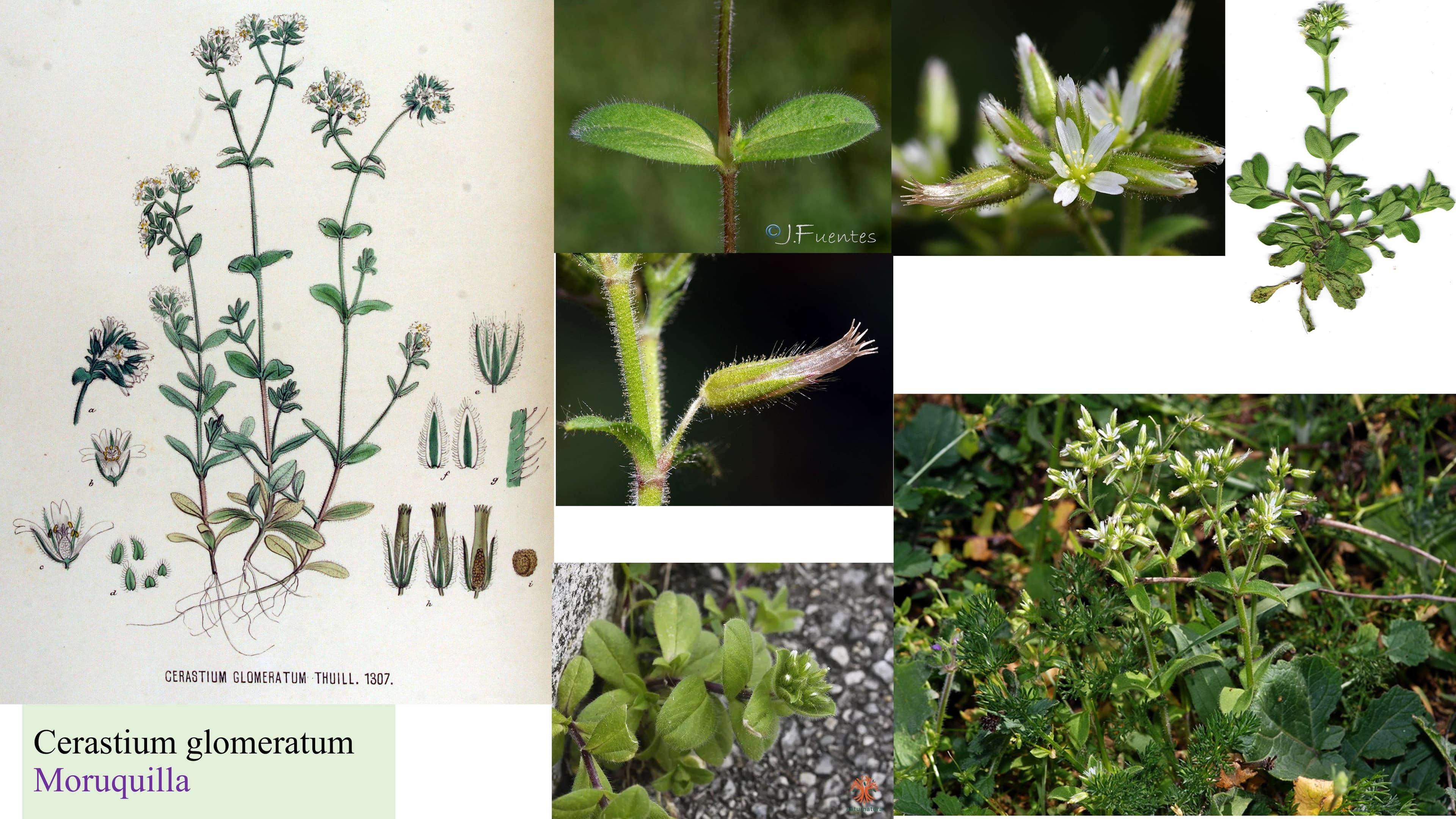 Cerastium glomeratum