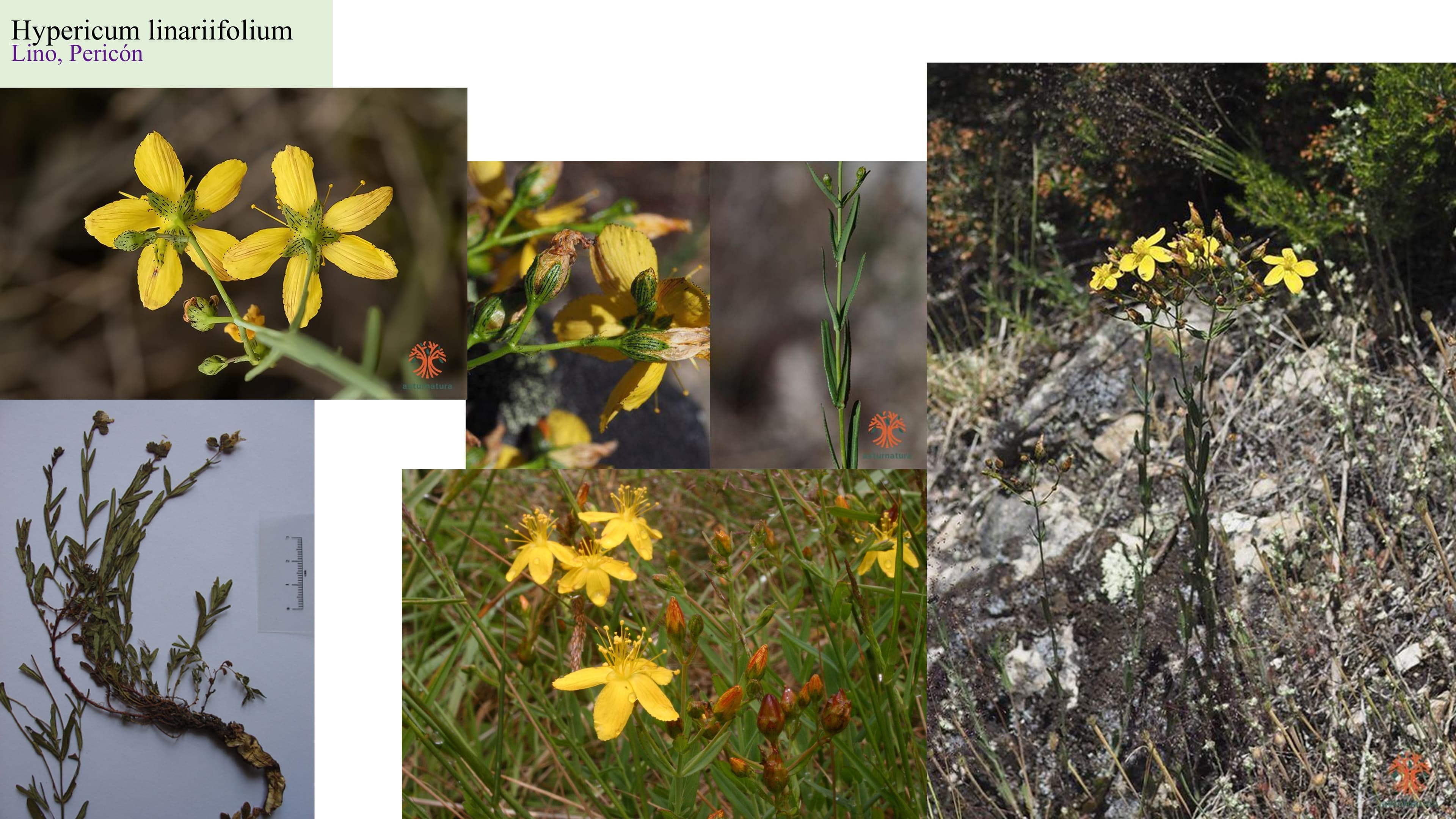 Hypericum linariifolium