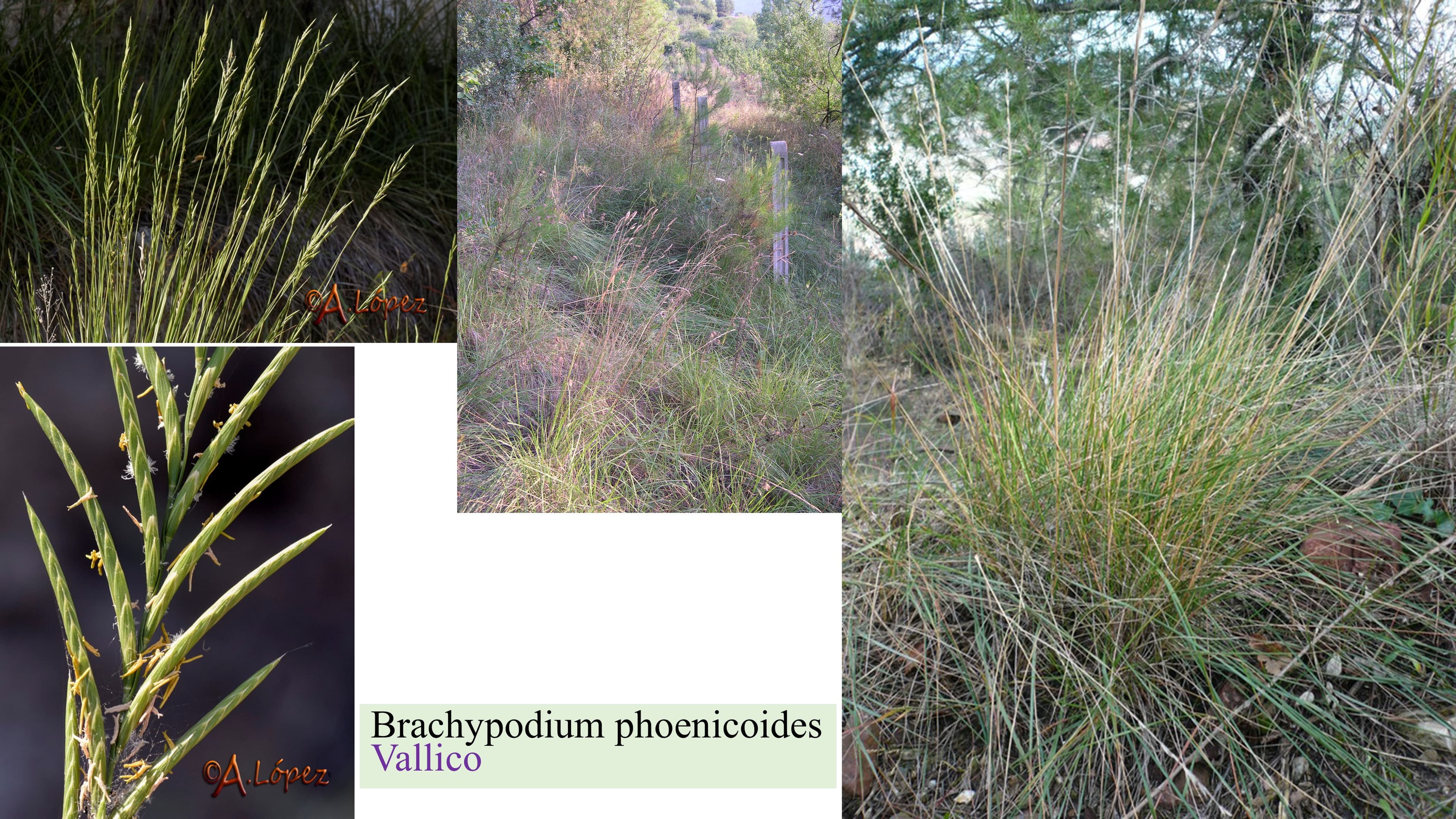 Brachypodium phoenicoides