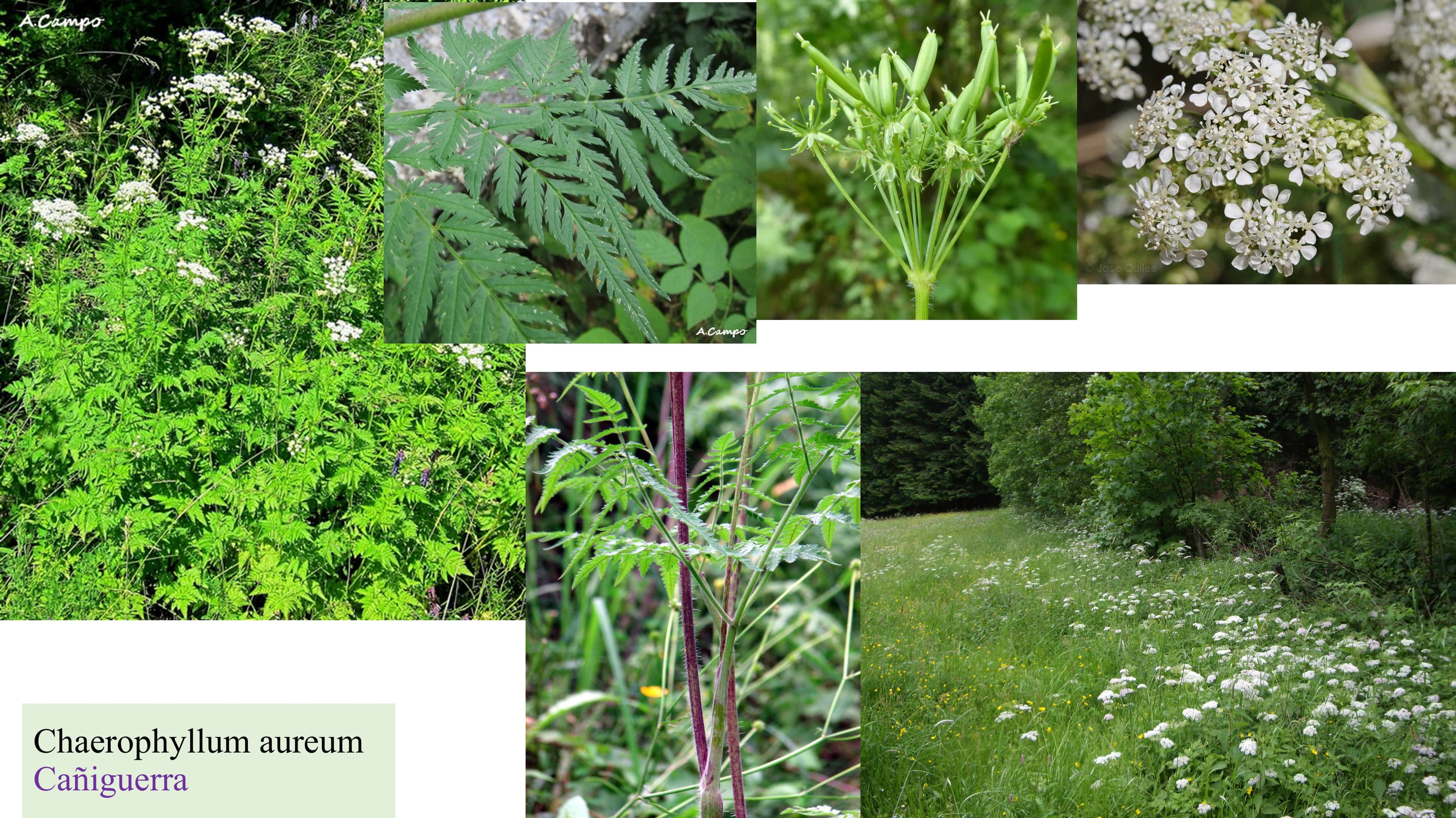 Chaerophyllum aureum