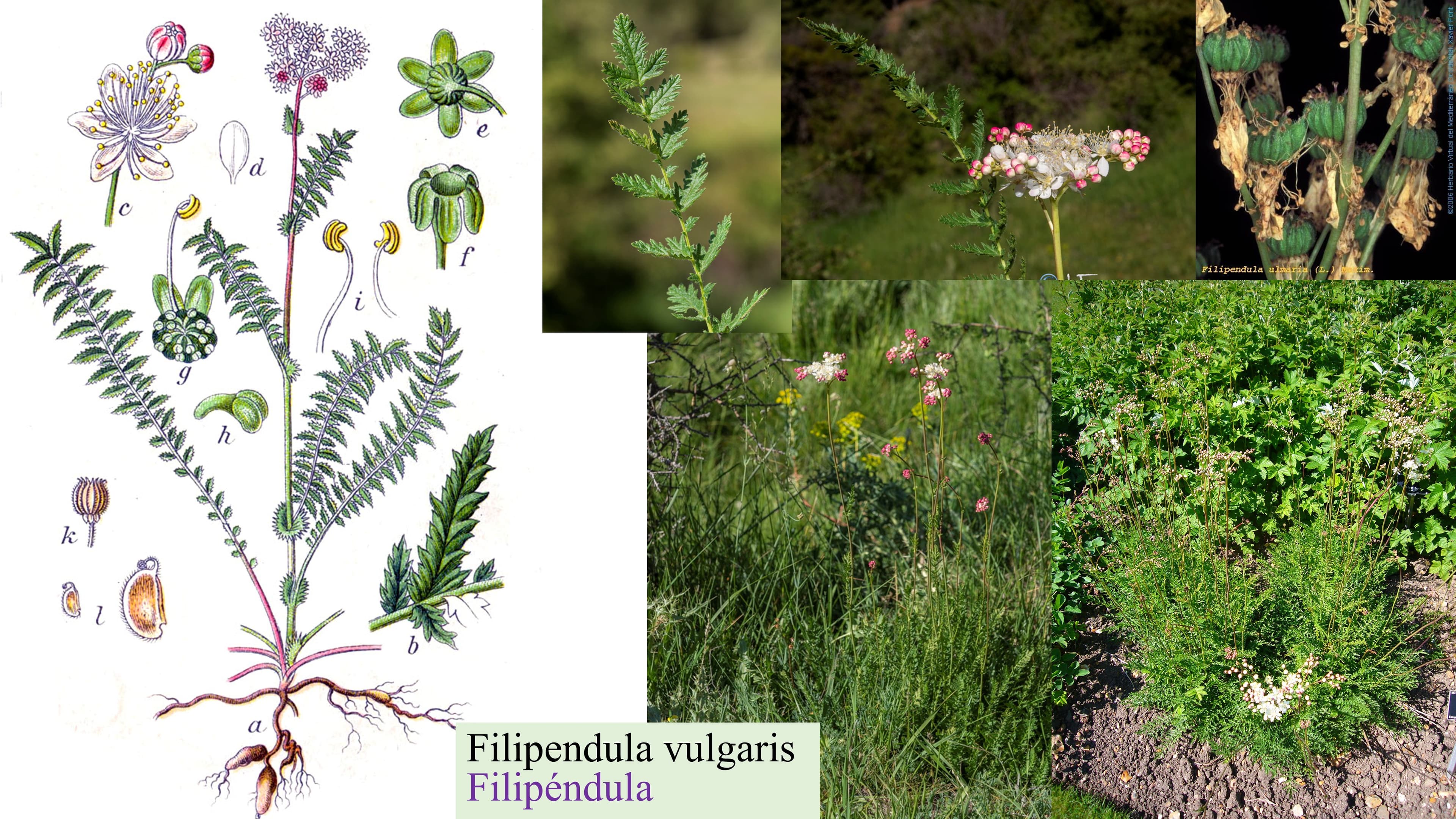 Filipendula vulgaris