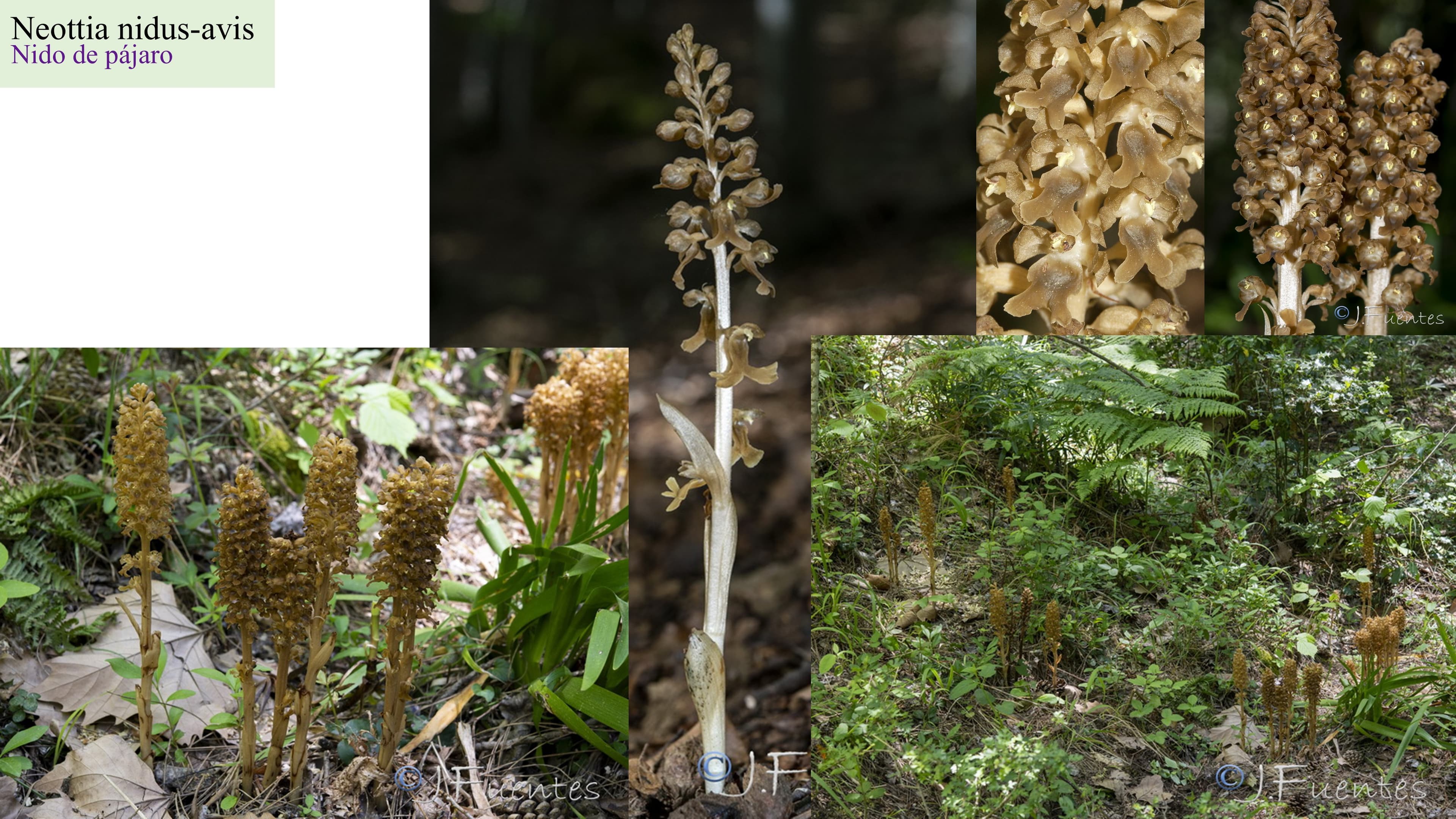 Neottia nidus-avis