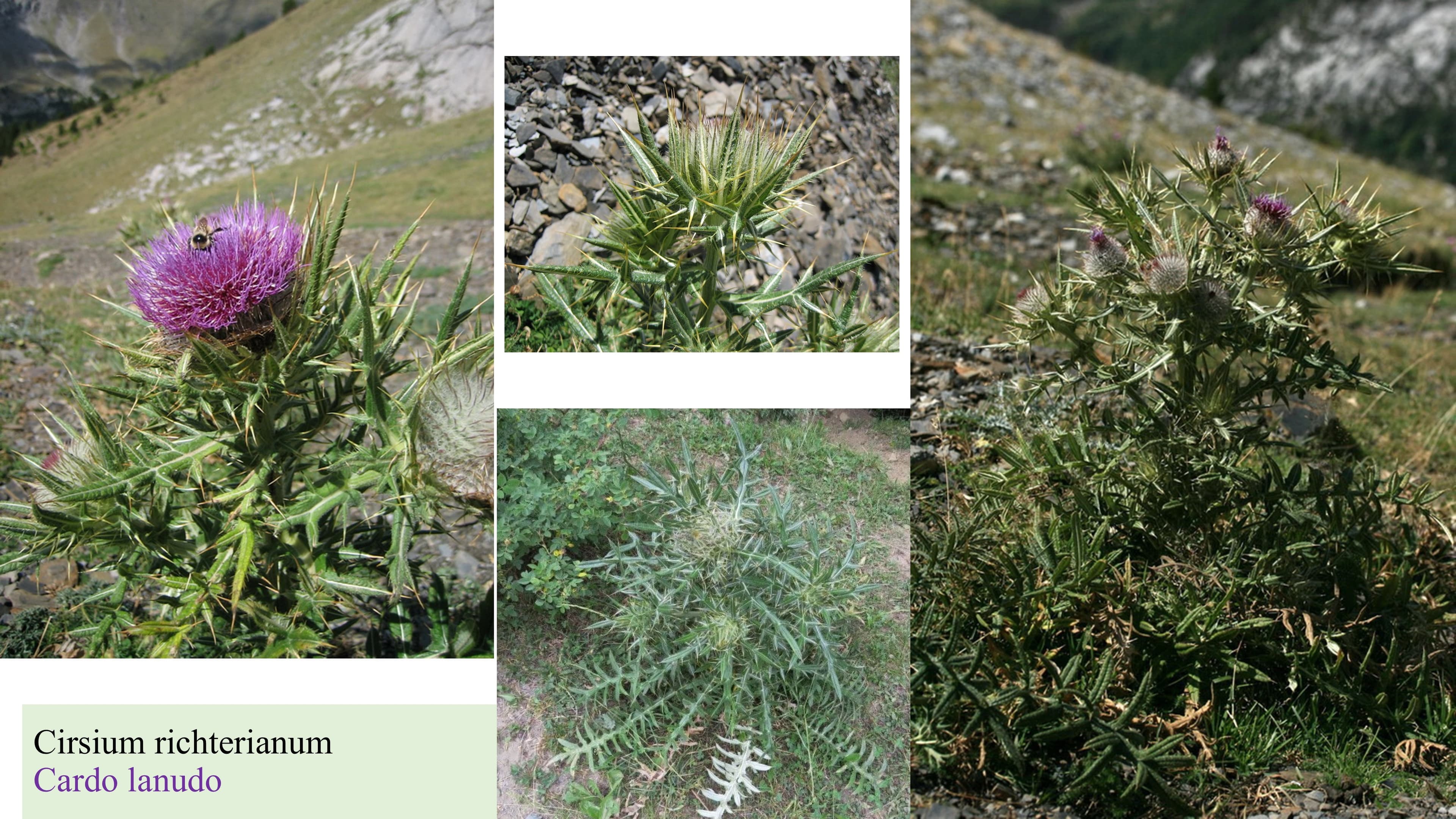 Cirsium richterianum